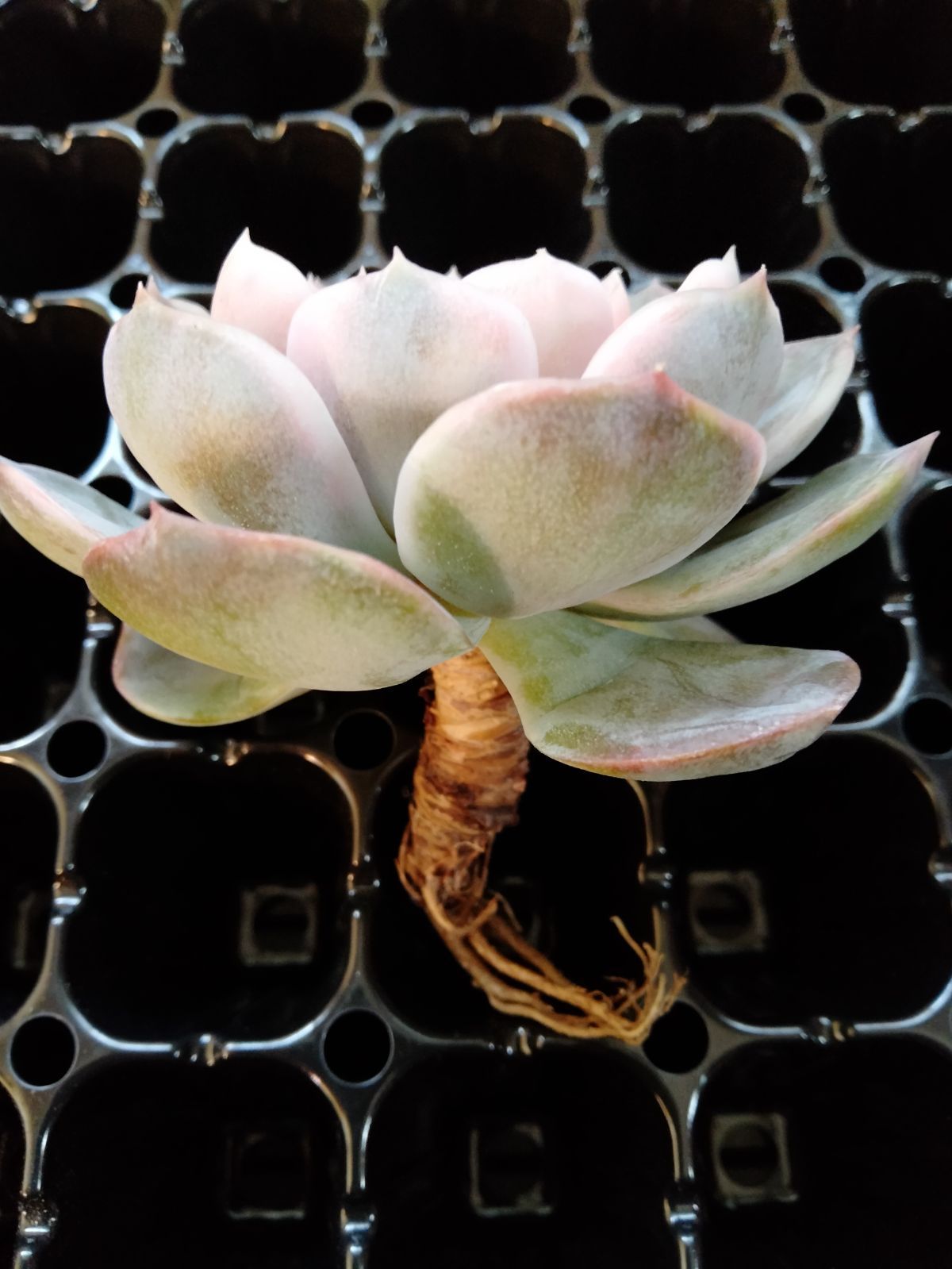 多肉植物 ブルーサプライズ錦 - メルカリ