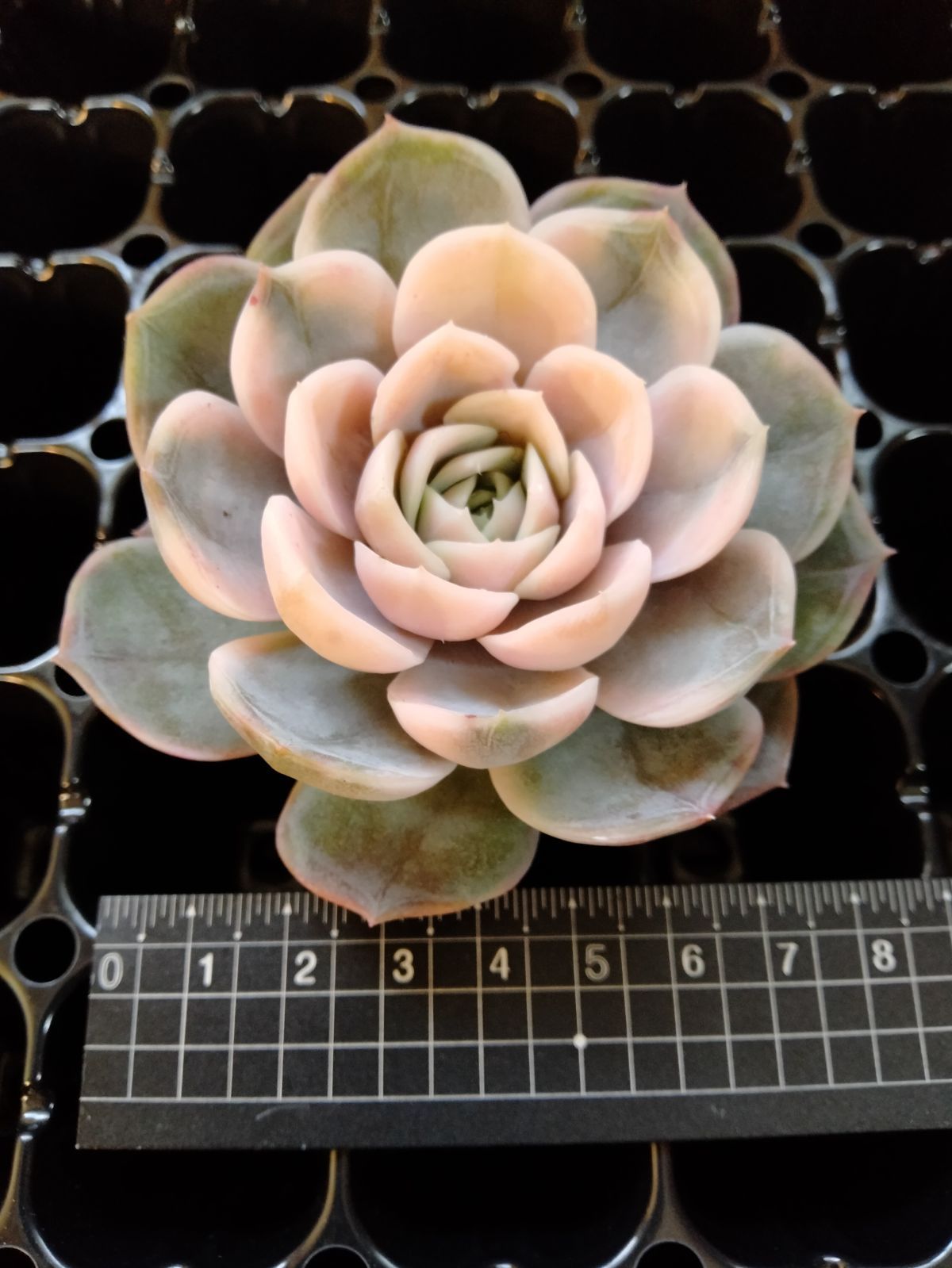 多肉植物 ブルーサプライズ錦 - メルカリ