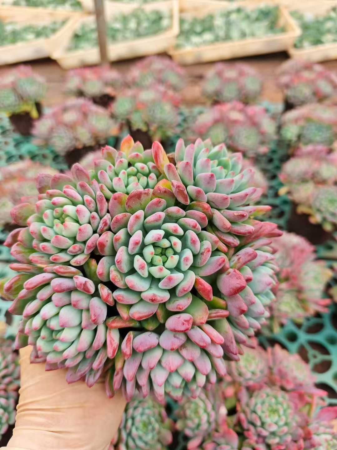 【12鉢の土鉢付きセット】ブルーアップル 多肉植物 佐川急便発送 エケベリア 韓国苗 SF107