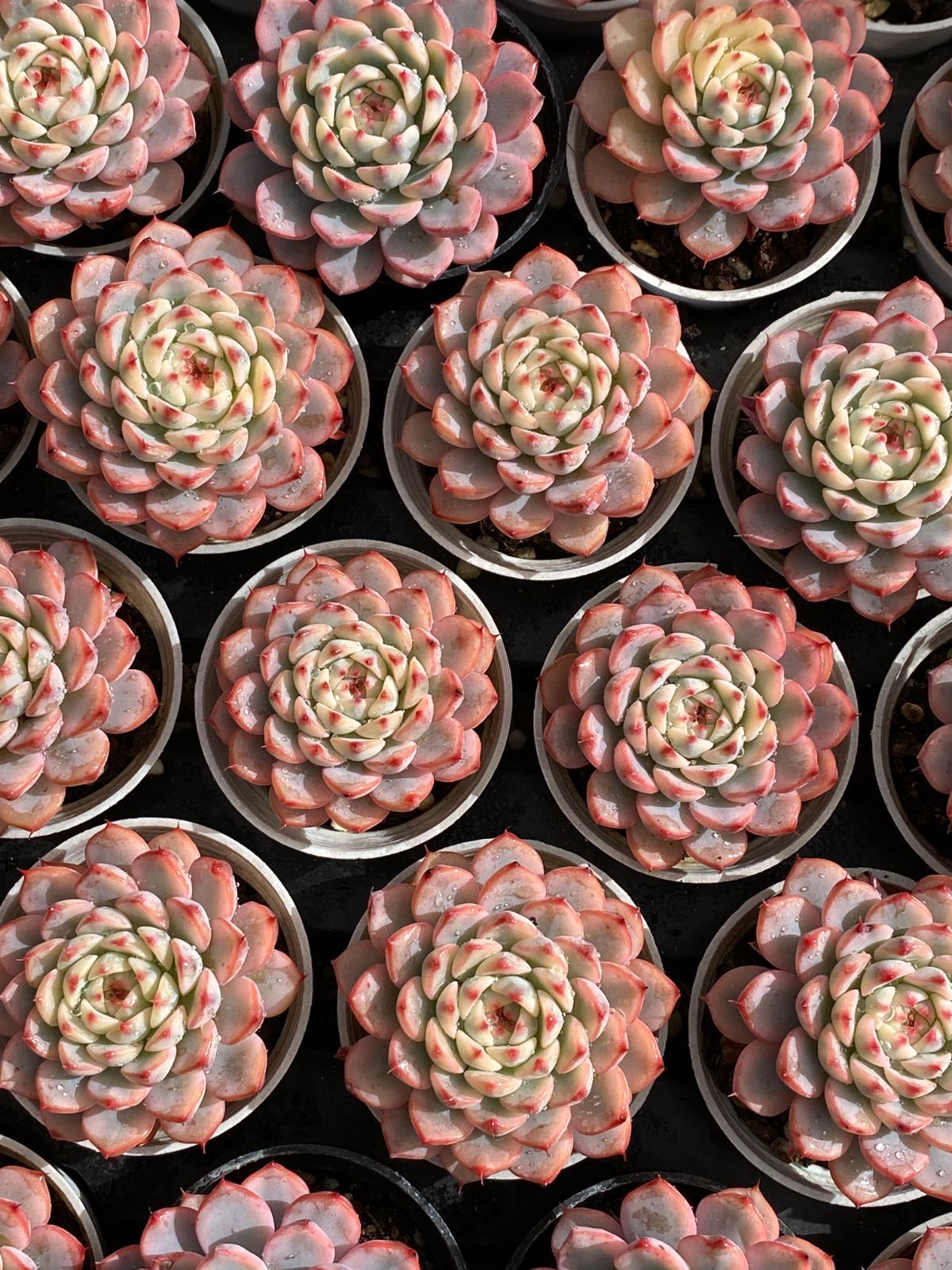 50株の抜き苗セット】ブルーミニマ 多肉植物 佐川急便発送 エケベリア