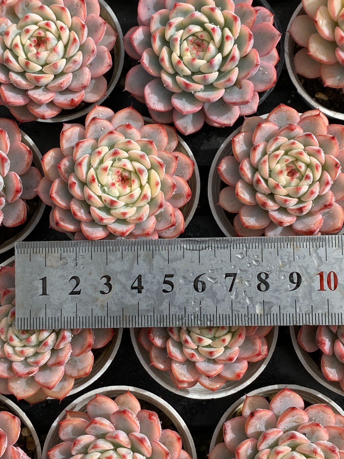 50株の抜き苗セット】ブルーミニマ 多肉植物 佐川急便発送 エケベリア