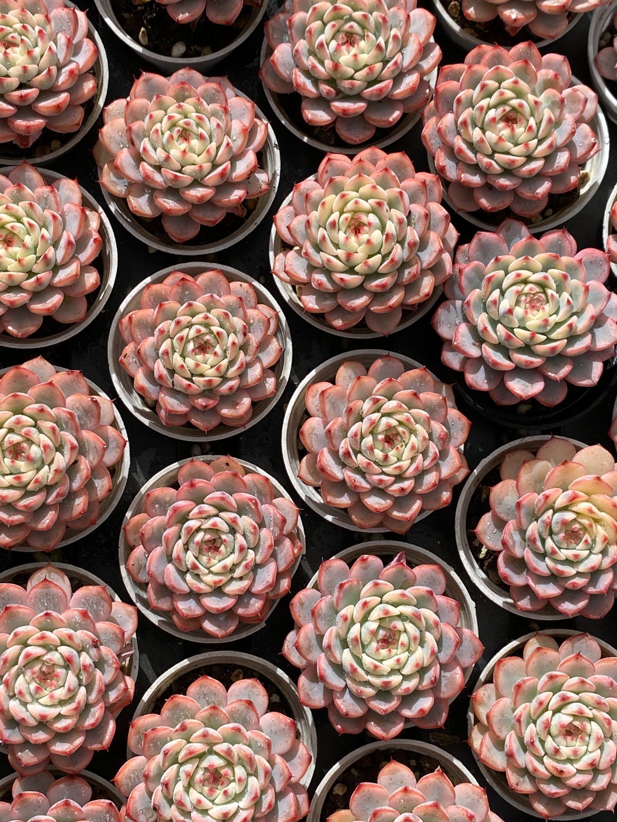 50株の抜き苗セット】ブルーミニマ 多肉植物 佐川急便発送 エケベリア