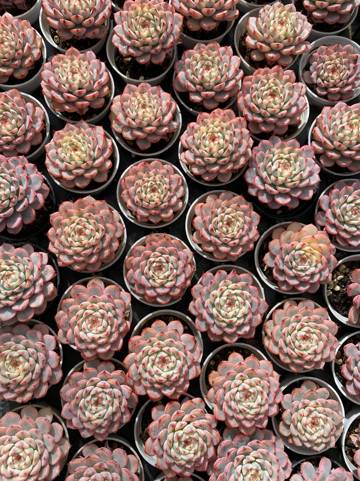 50株の抜き苗セット】ブルーミニマ 多肉植物 佐川急便発送 エケベリア