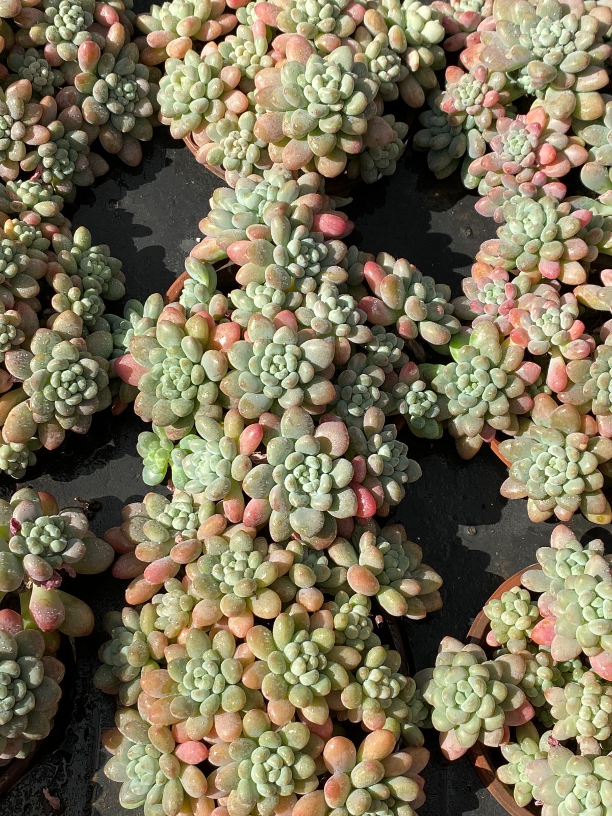 18株の抜き苗セット】ダフニー 多肉植物 佐川急便発送 エケベリア 韓国