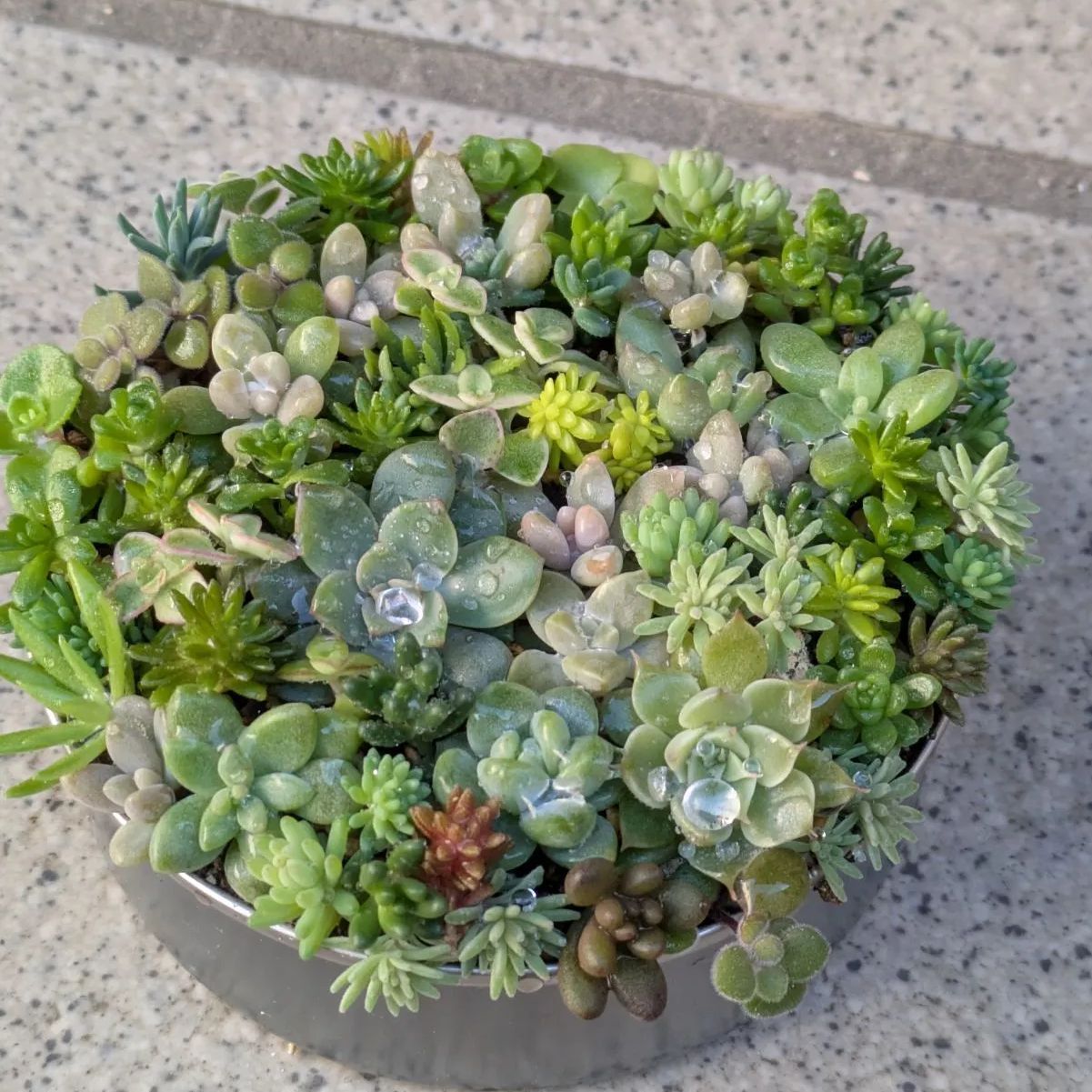 カット苗 紅葉寄せ植えセット17 8.5センチ缶 - メルカリ