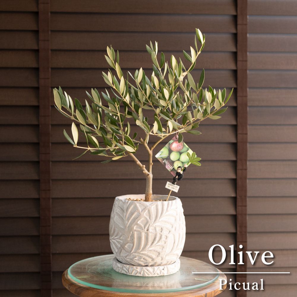 創樹 Olive オリーブの木 盆栽 SOUJU Picual ピクアル オリーブ 4.5号