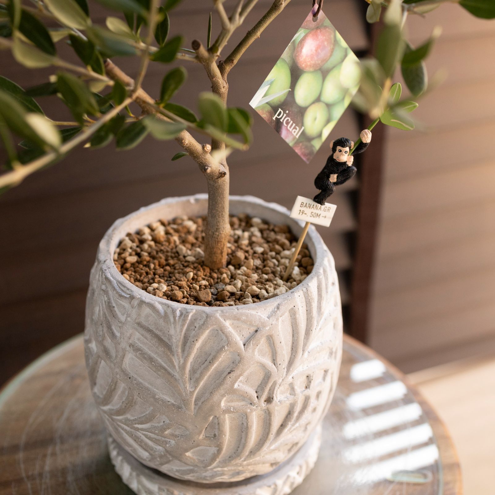 創樹 Olive オリーブの木 盆栽 SOUJU Picual ピクアル オリーブ 4.5号