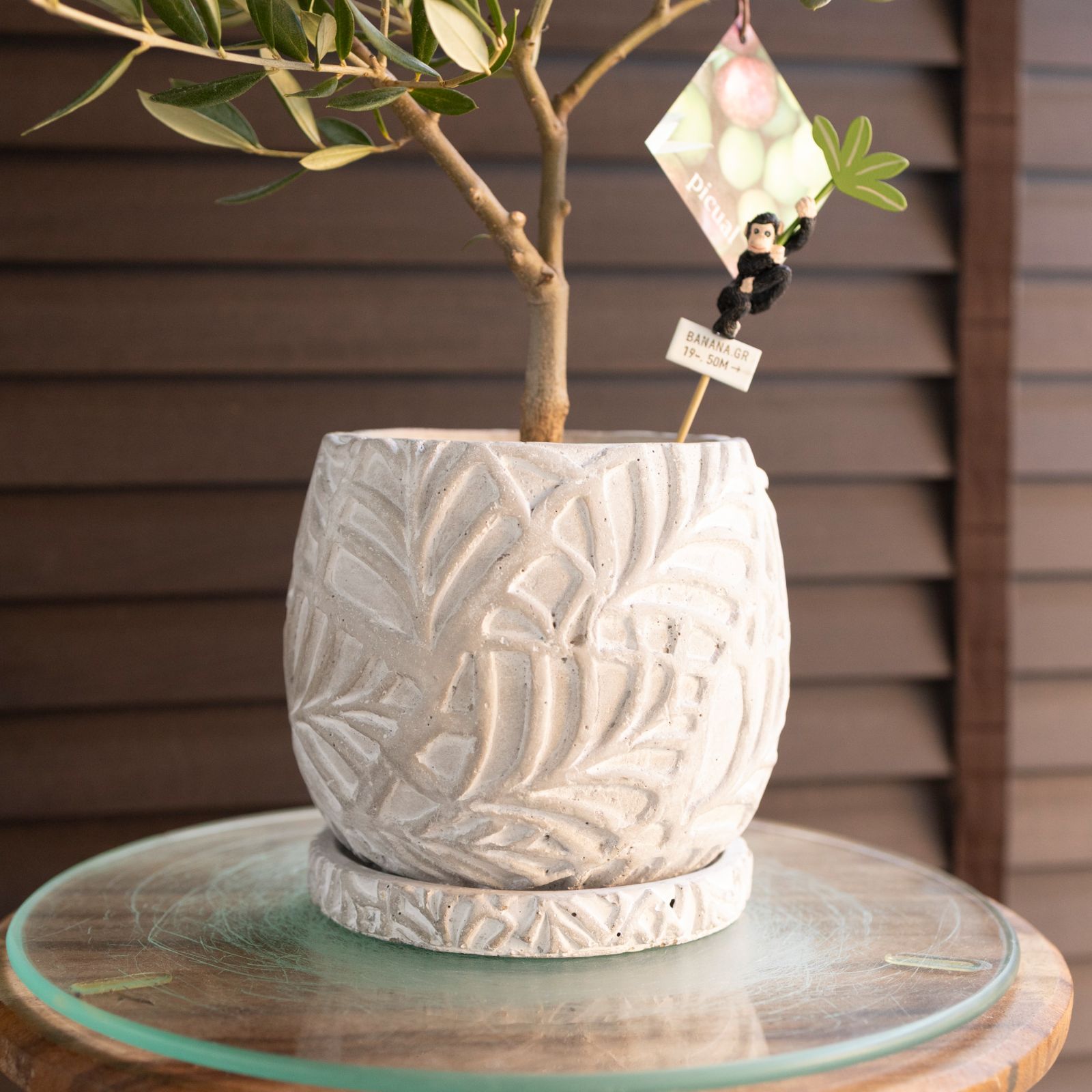 創樹 Olive オリーブの木 盆栽 SOUJU Picual ピクアル オリーブ 4.5号