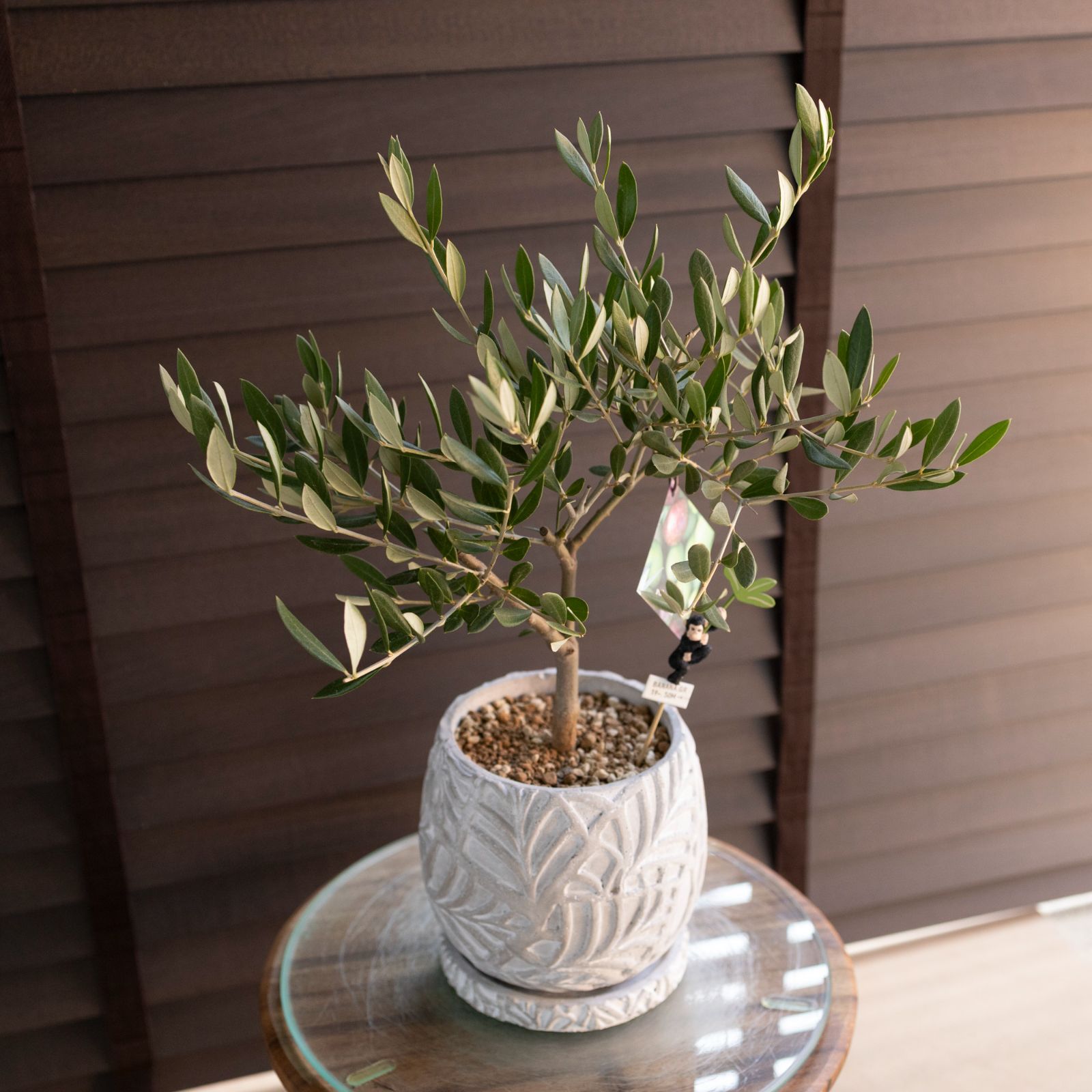 創樹 Olive オリーブの木 盆栽 SOUJU Picual ピクアル オリーブ 4.5号