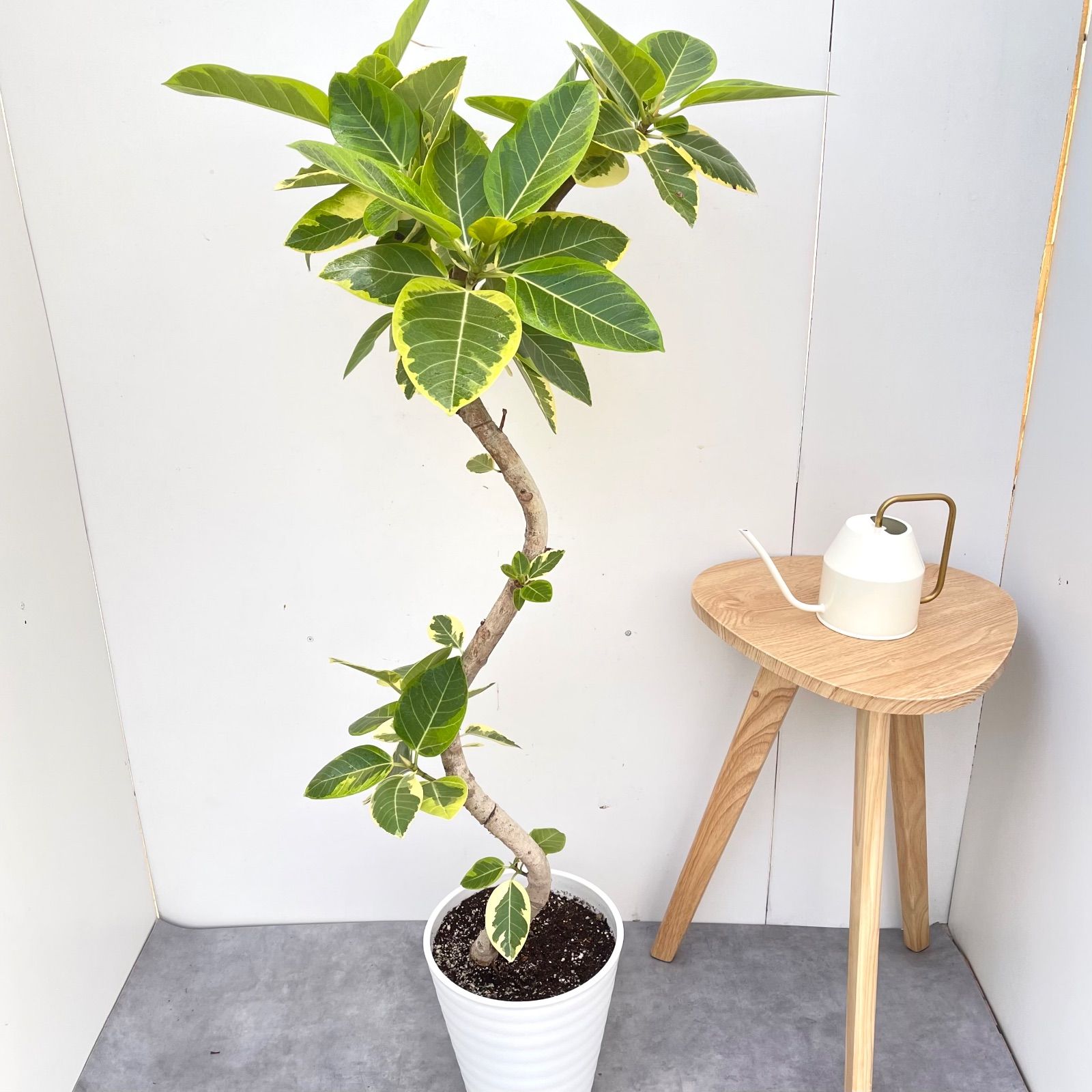 フィカス アルテシマ 曲がり 8【現品】観葉植物 室内 販売済み 大型