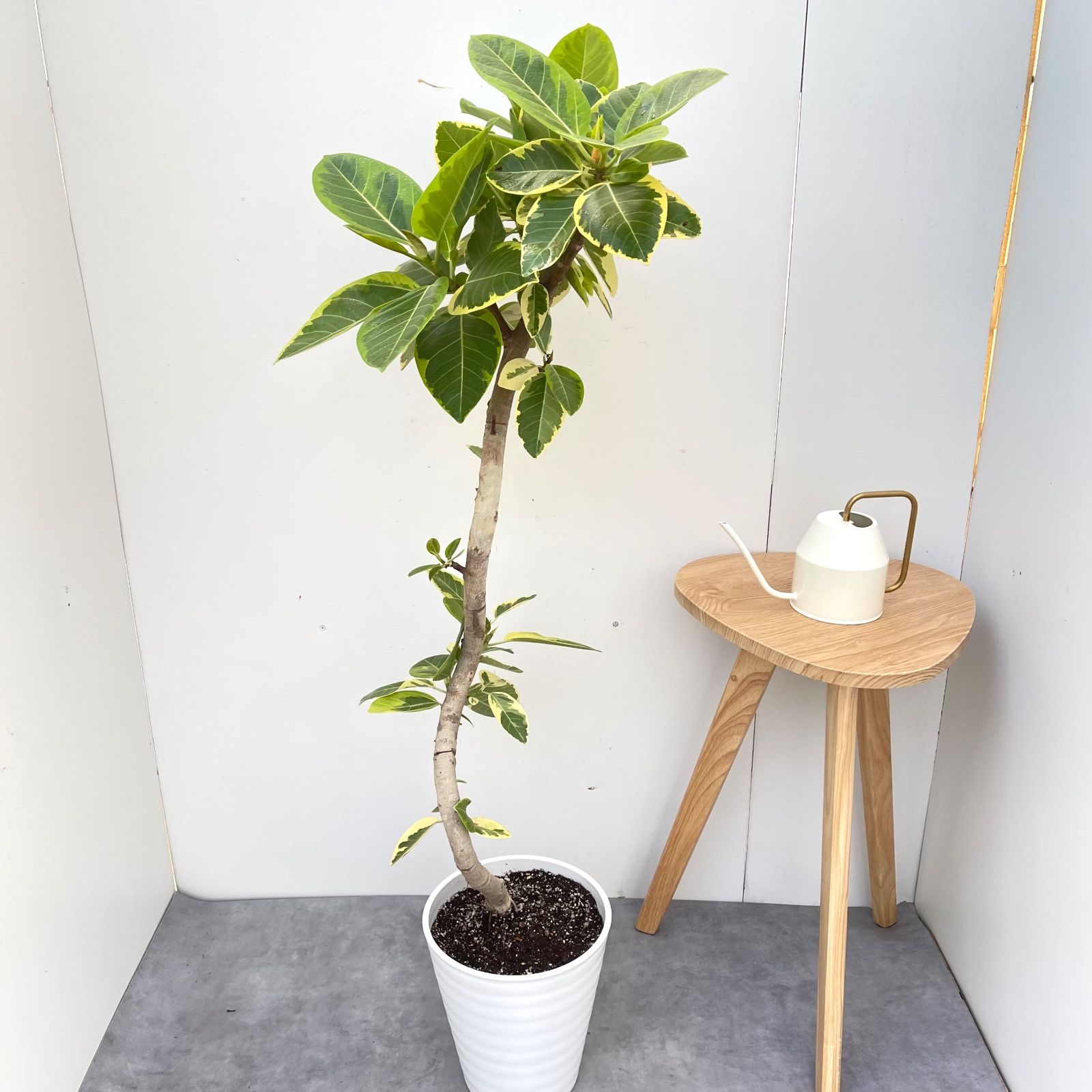 ［現品］16番　フィカス　アルテシマ　曲がり　8号　観葉植物　室内　大型　人気 フィカス アルテシマ 曲がり 8【現品】観葉植物 室内 大型 - メルカリ