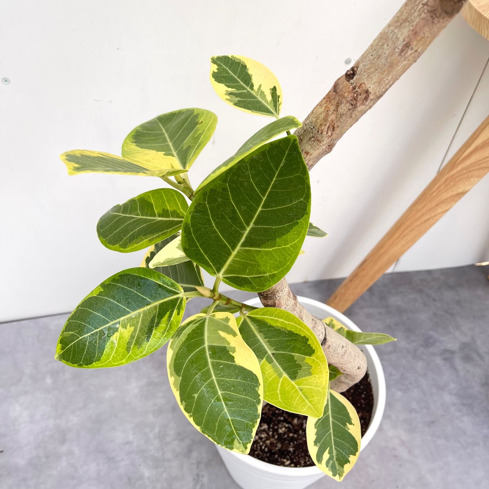 フィカス アルテシマ 曲がり 8【現品】観葉植物 室内 大型 - メルカリ