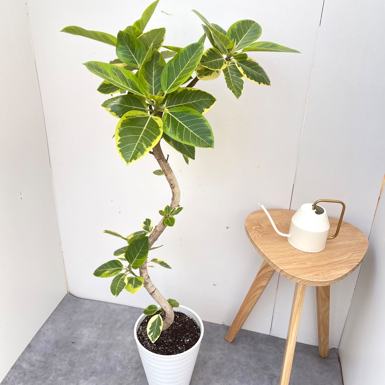 11/8.9限定特価】 希少 フィカス ランフィ 曲がり 観葉植物 大型 室内