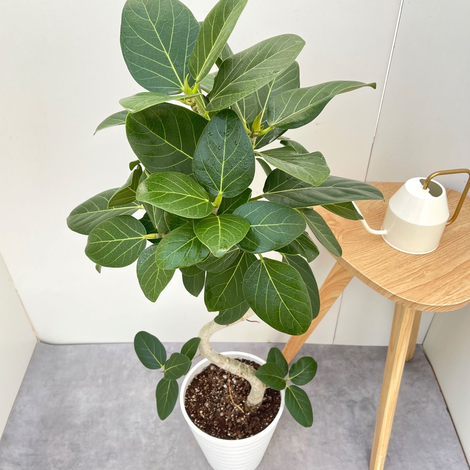 フィカス ベンガレンシス 曲がり 3【現品】観葉植物 大型 室内 - メルカリ