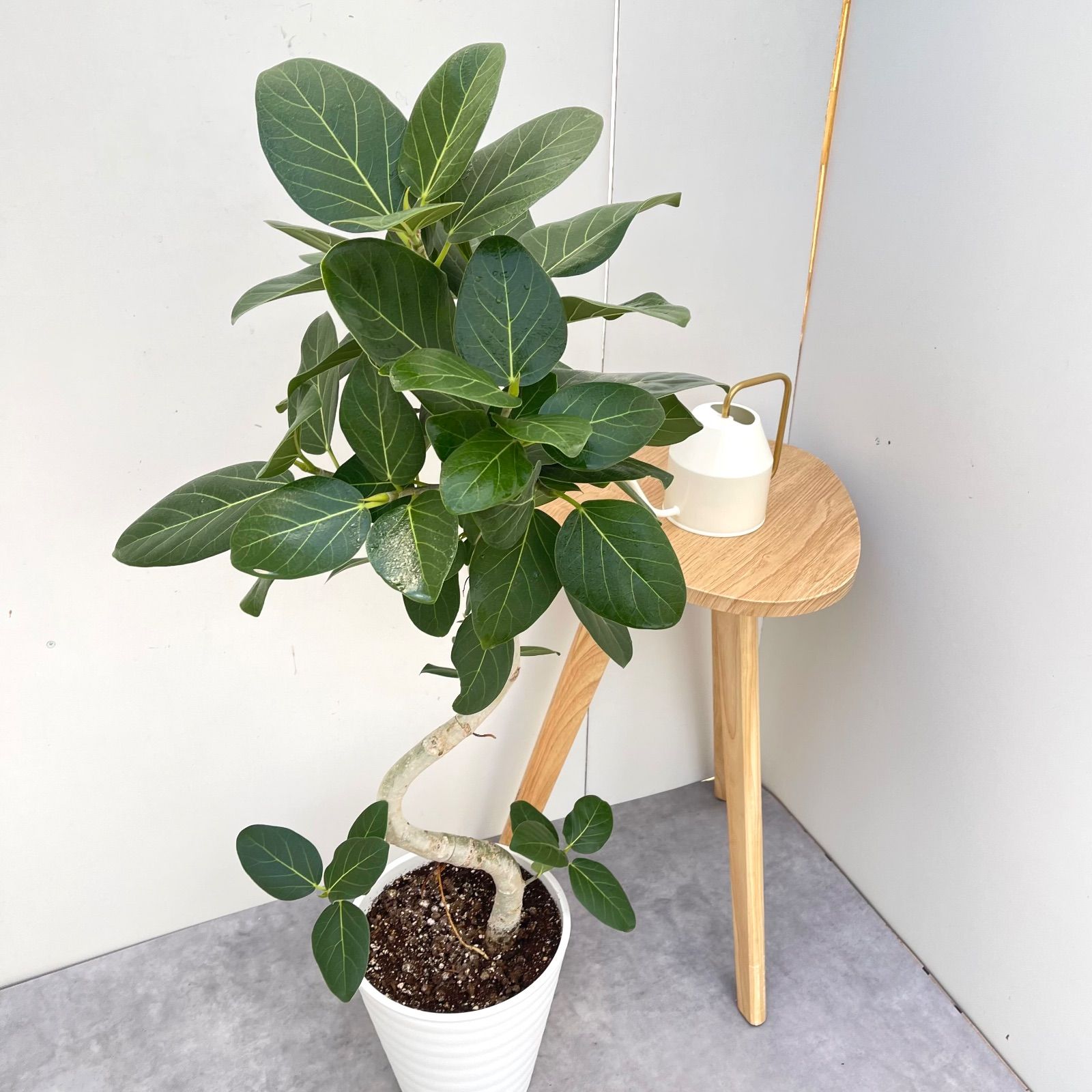フィカス ベンガレンシス 曲がり 3 現品 観葉植物 大型 室内