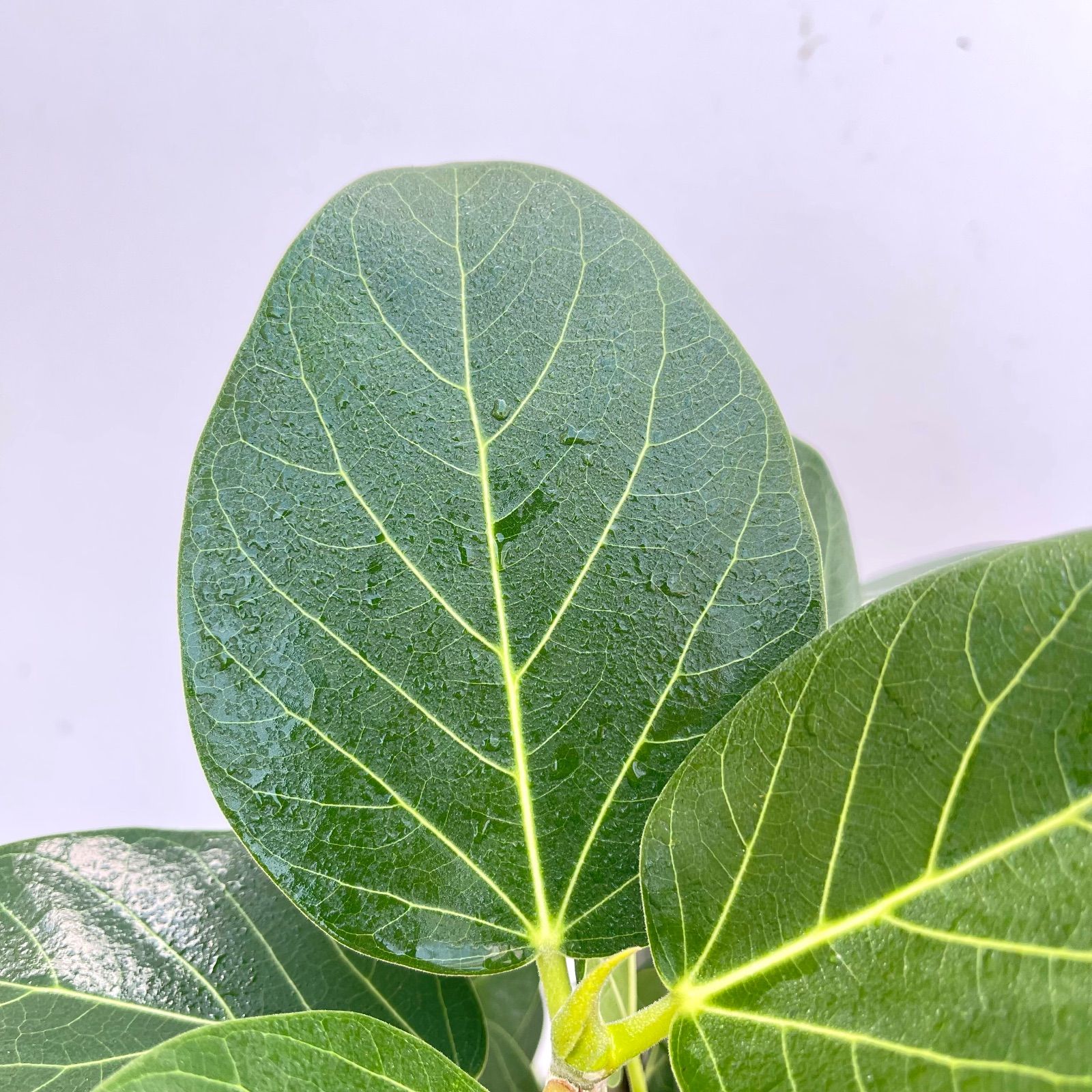 フィカス ベンガレンシス 曲がり 3【現品】観葉植物 大型 室内 - メルカリ