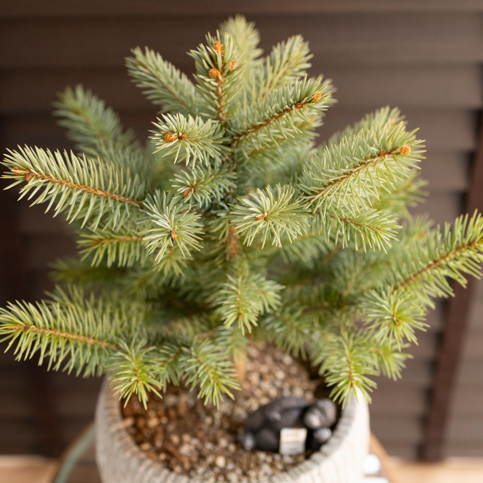 ピセア プンゲンス Picea pungens コロラドトウヒ 7号 陶器鉢 ピック付