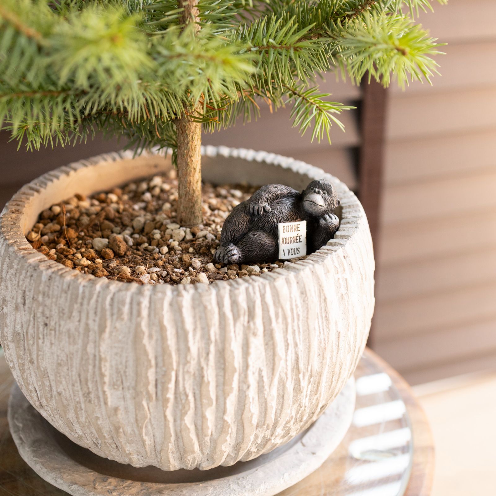 ピセア プンゲンス Picea pungens コロラドトウヒ 7号 陶器鉢 ピック付