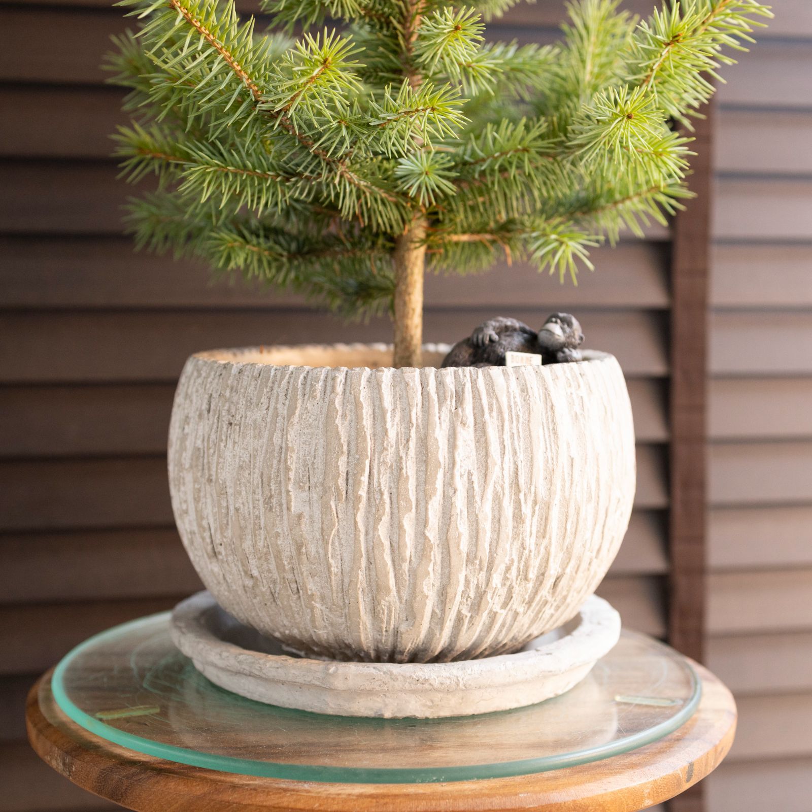 ピセア プンゲンス Picea pungens コロラドトウヒ 7号 陶器鉢 ピック付
