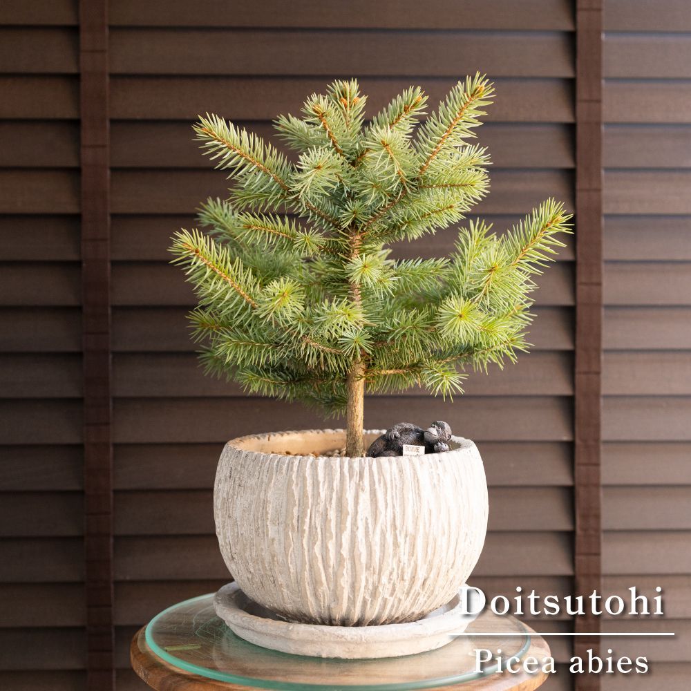 ピセア プンゲンス Picea pungens コロラドトウヒ 7号 陶器鉢 ピック付