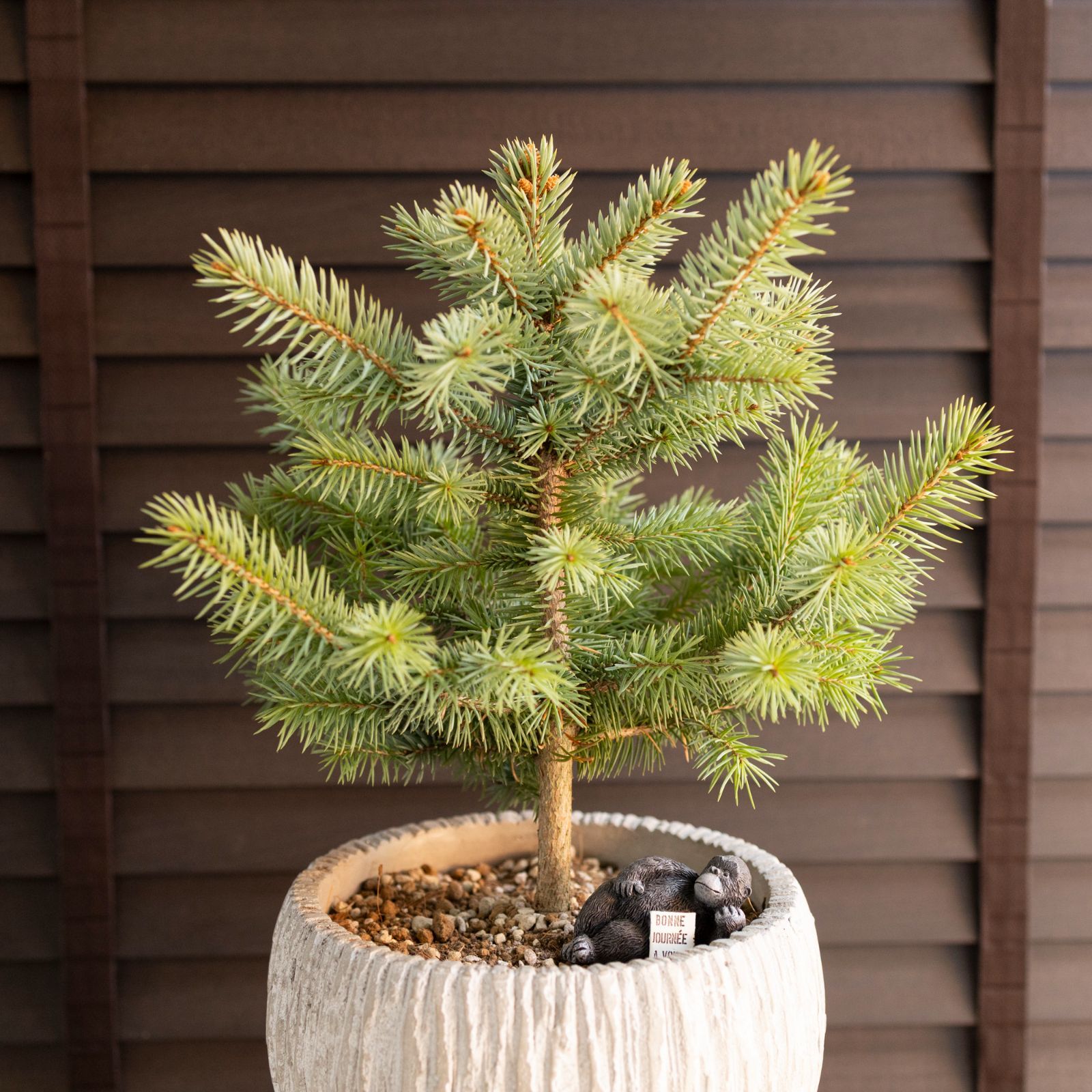 ピセア プンゲンス Picea pungens コロラドトウヒ 7号 陶器鉢 ピック付