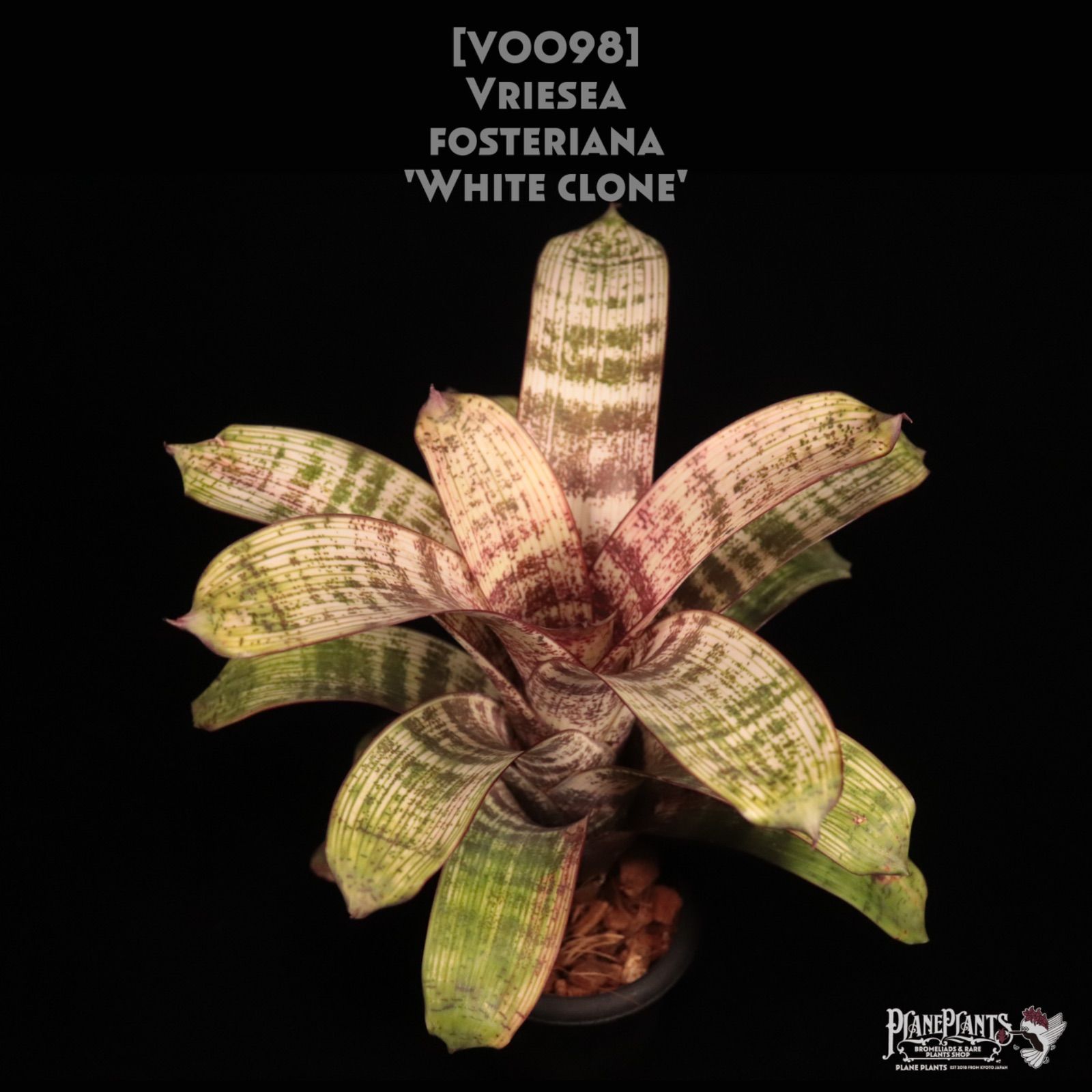 尾竹国観『山辺赤人』(やまべのあかひと)國観 掛軸 絹本 本物 色彩