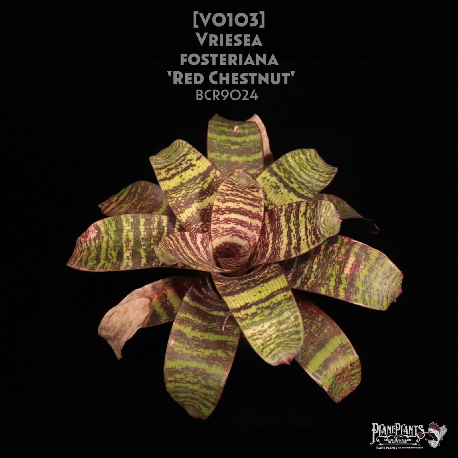 送料無料】Vriesea 'Red Chestnut'〔フリーセア〕現品発送V0103
