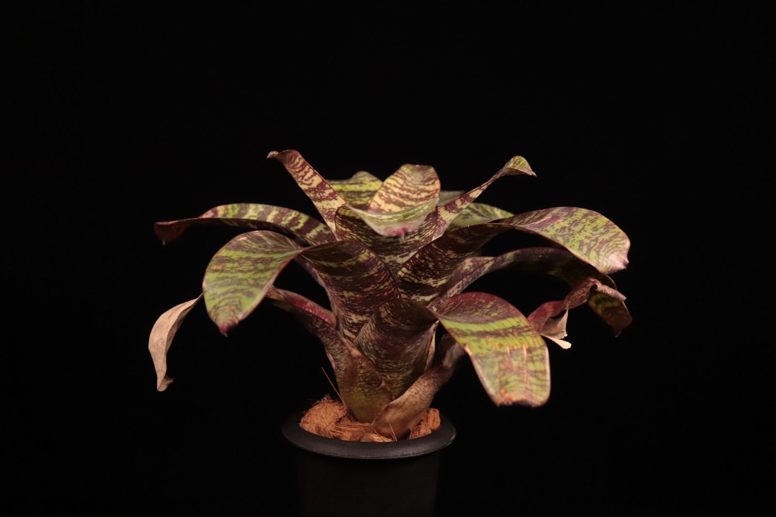 送料無料】Vriesea 'Red Chestnut'〔フリーセア〕現品発送V0103