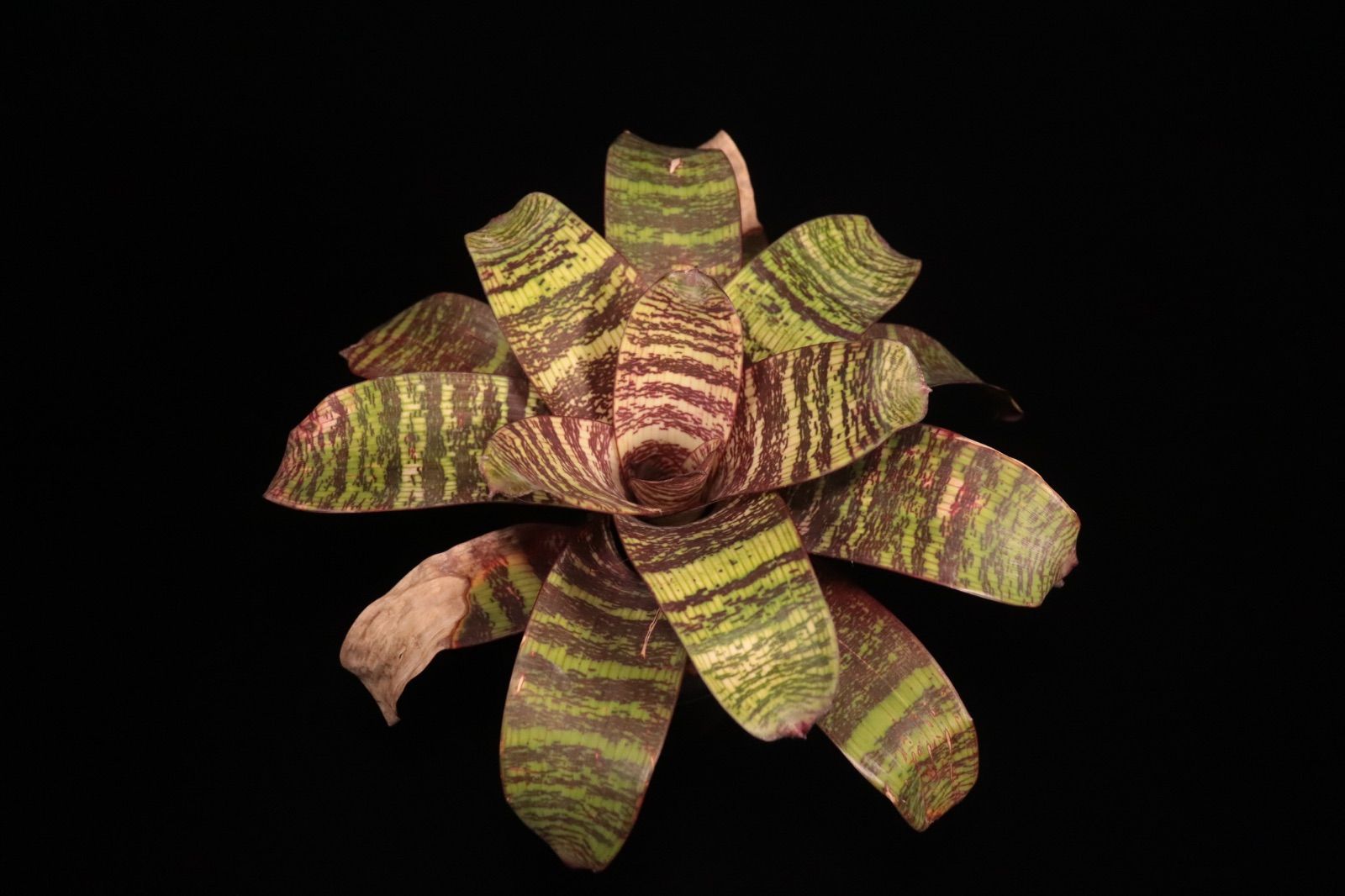 送料無料】Vriesea 'Red Chestnut'〔フリーセア〕現品発送V0103