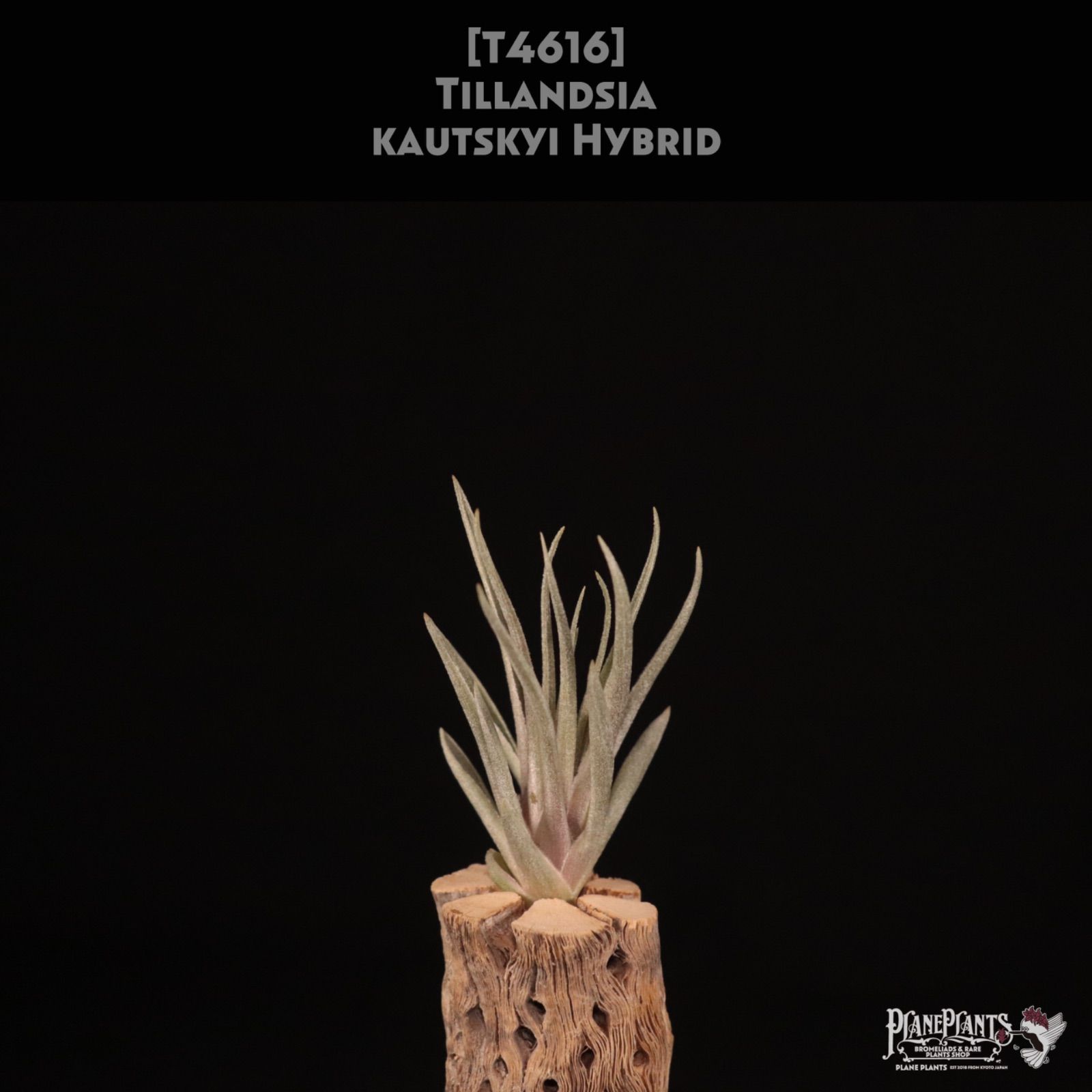 kautskyi hybrid〔エアプランツ〕現品発送T 4616 | plane plants