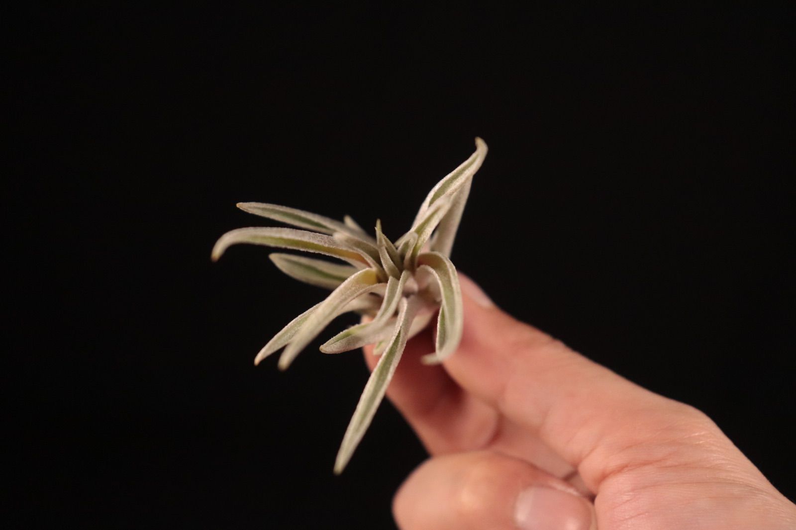 送料無料】kautskyi hybrid〔エアプランツ〕現品発送T4616 /@plane