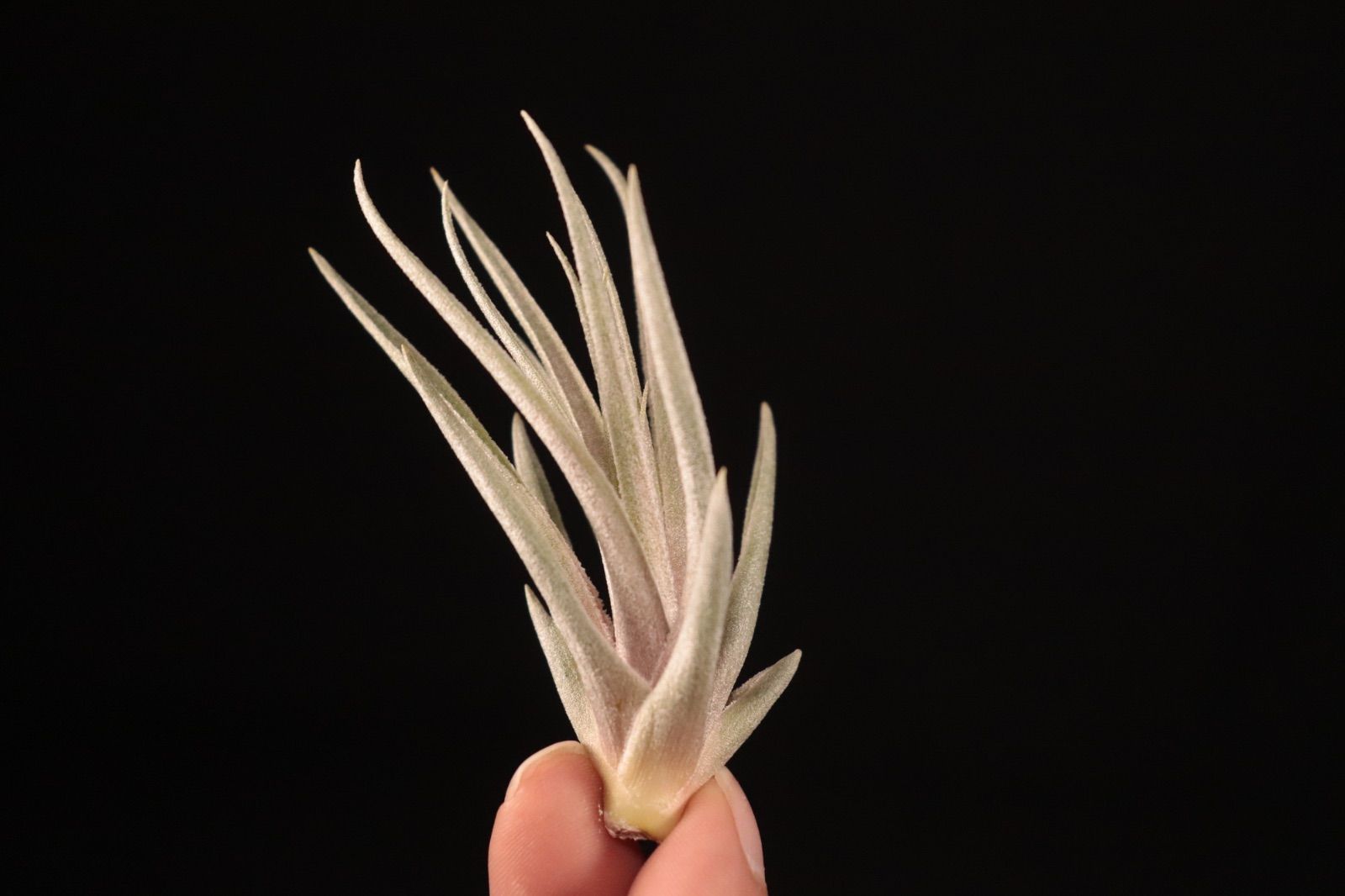 送料無料】kautskyi hybrid〔エアプランツ〕現品発送T4616 /@plane