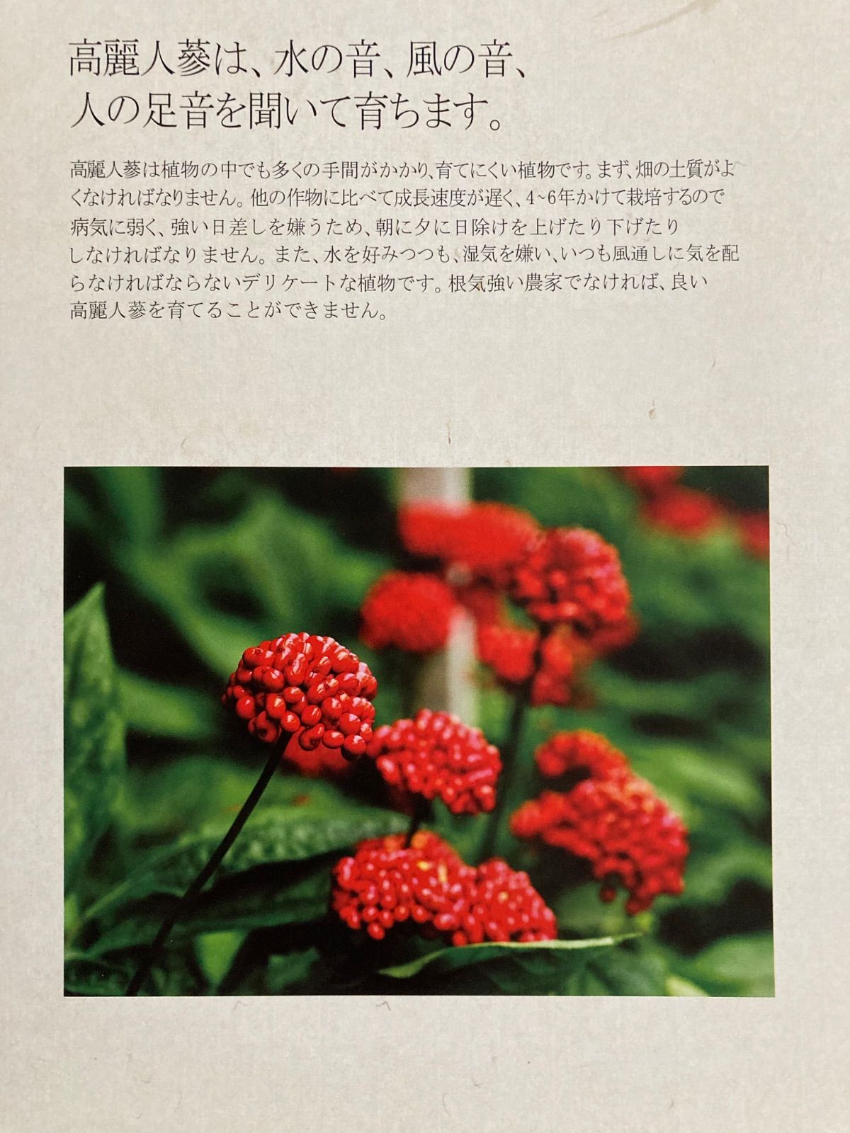 高麗人蔘濃縮茶50 g