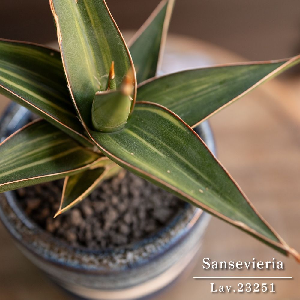 斑入り サンスベリア ラブラノス 23251 バリエガータ 3号 陶器鉢