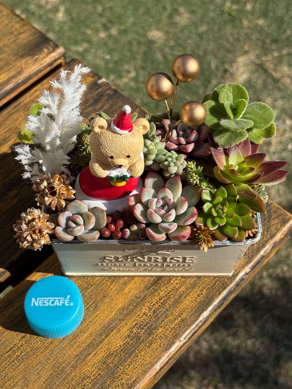 多肉植物＊クリスマス寄せ植え☆長ぐつくまちゃん☆そのまま飾れる