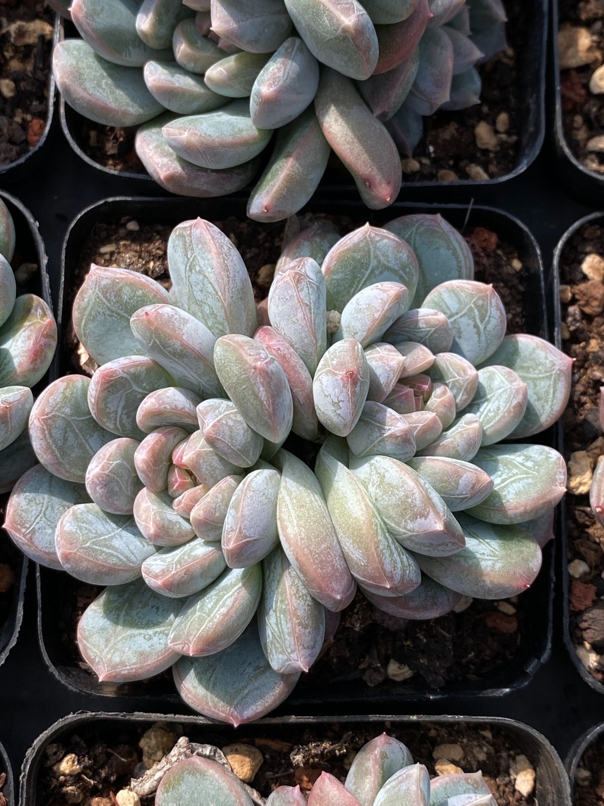 50株の抜き苗セット】グリーン翡翠 多肉植物 佐川急便発送 エケベリア