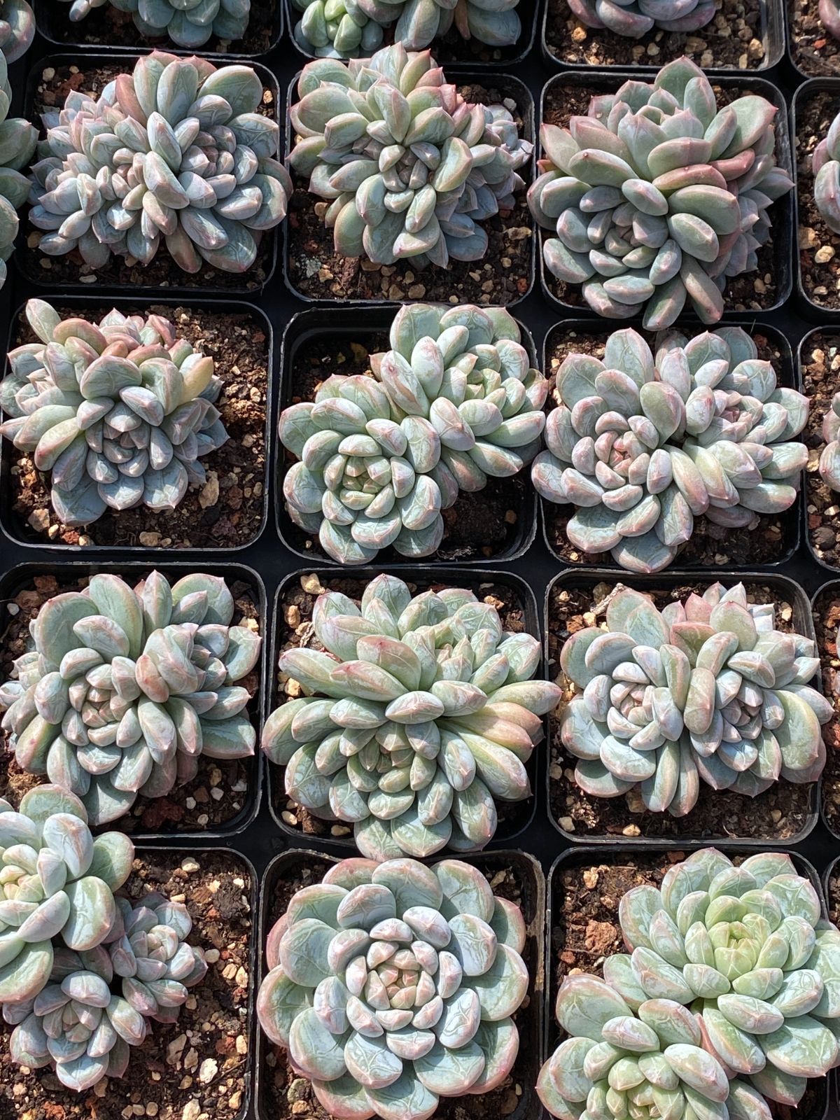 50株の抜き苗セット】グリーン翡翠 多肉植物 佐川急便発送 エケベリア