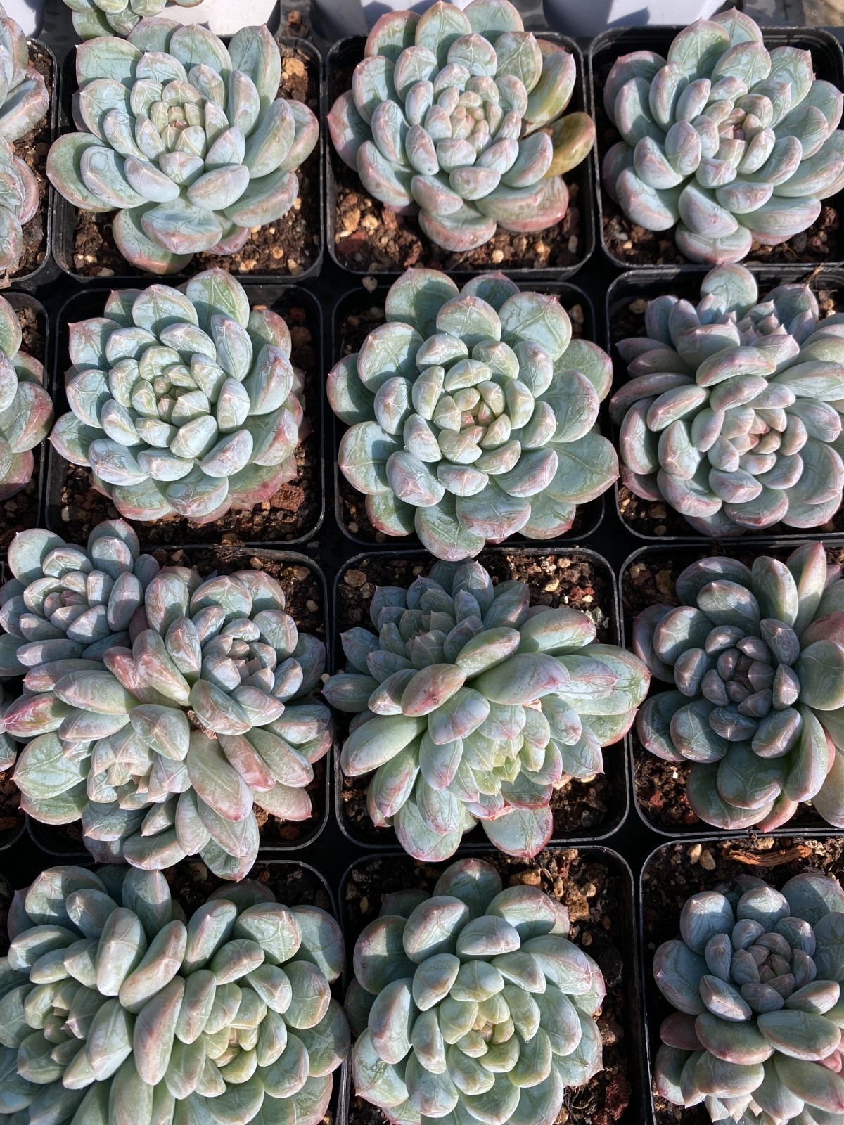 50株の抜き苗セット】グリーン翡翠 多肉植物 佐川急便発送 エケベリア