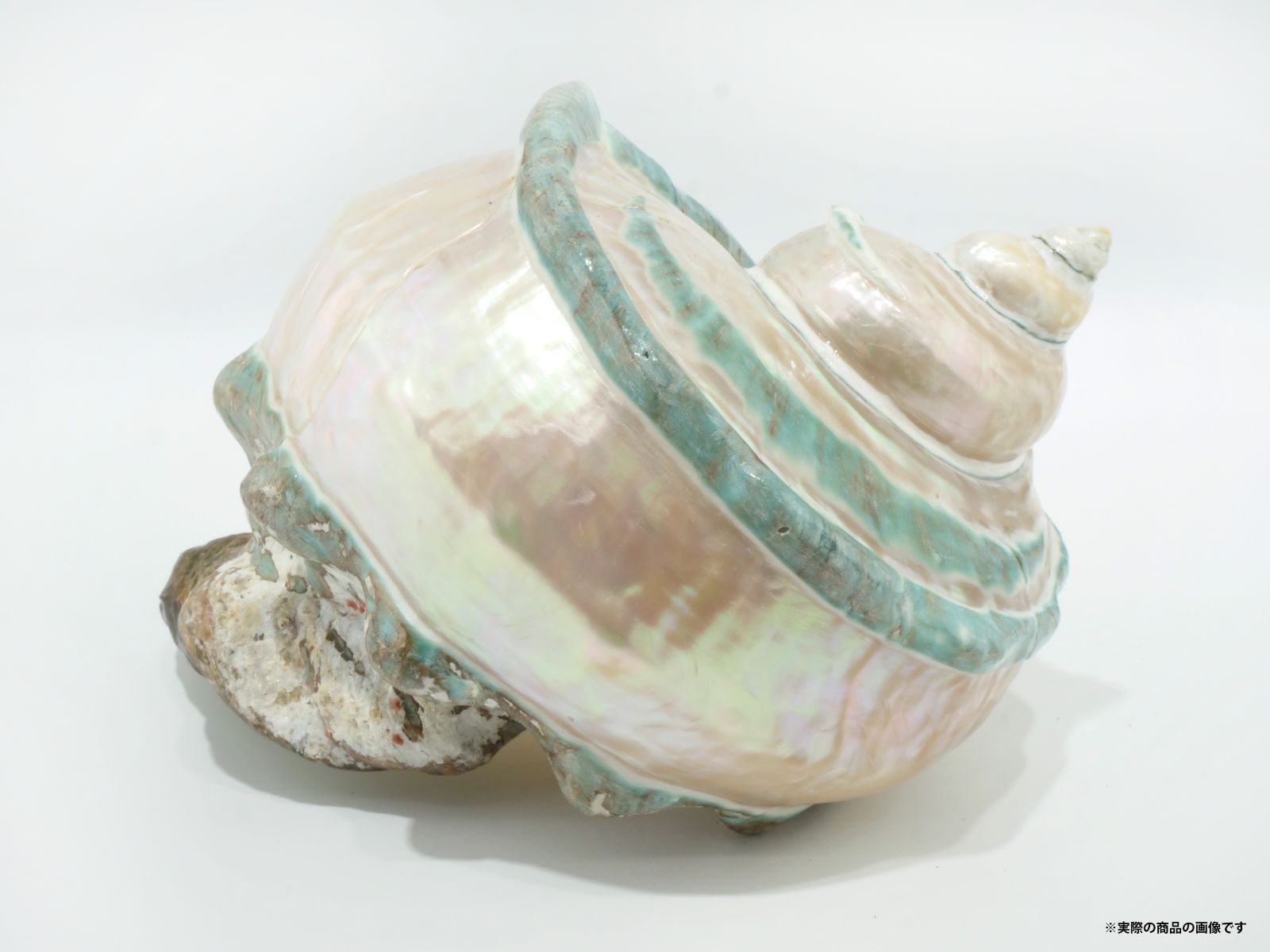 沖縄県宮古島産 天然夜光貝【研磨加工済】16cm 最終値下げ!! - メルカリ