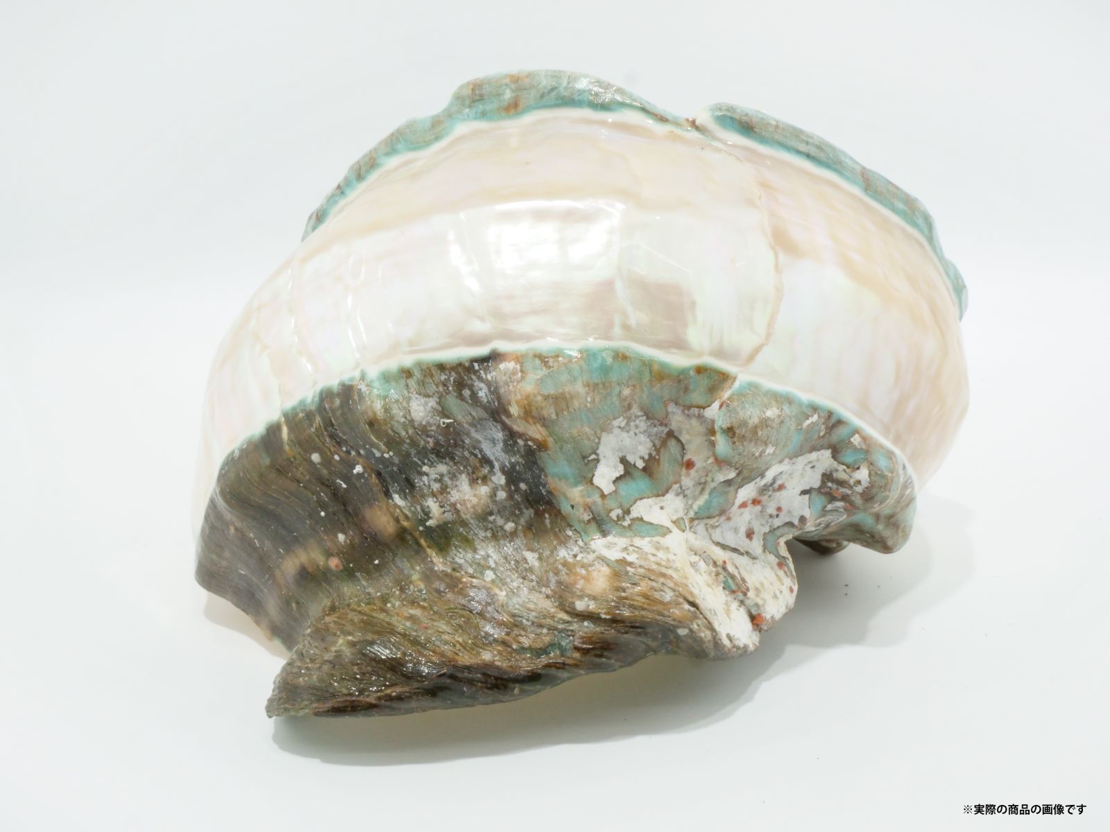 沖縄県宮古島産 天然夜光貝【研磨加工済】16cm 最終値下げ!! - メルカリ