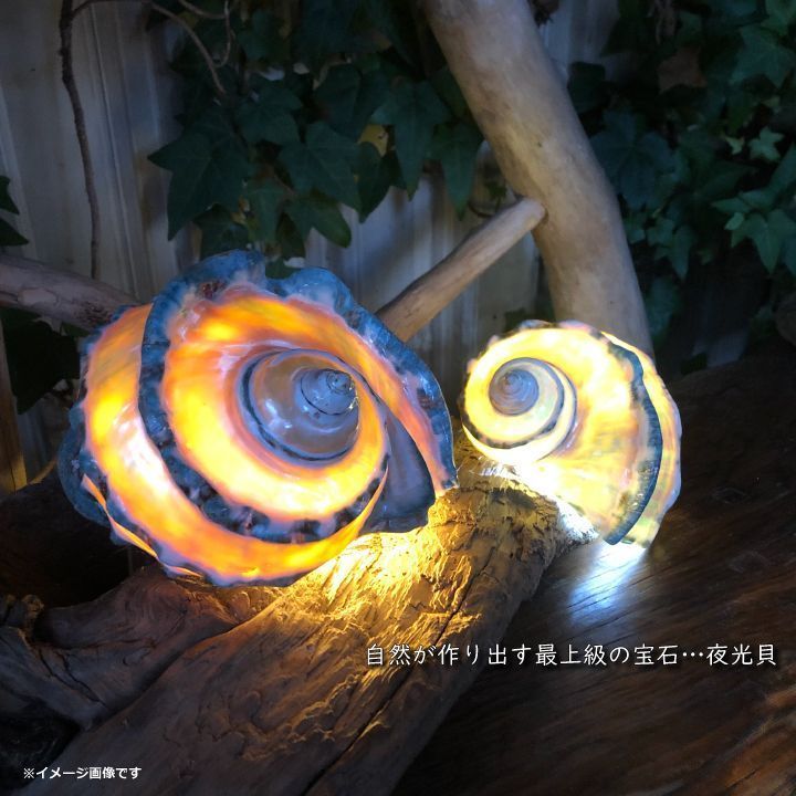 沖縄県宮古島産 天然夜光貝【研磨加工済】16cm 最終値下げ!! - メルカリ