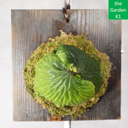 ビカクシダ】マダガスカリエンセ 板付け M20003 【コウモリラン