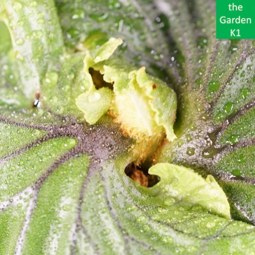 ビカクシダ マダガスカリエンセ 板付け M 20003 コウモリラン ナチュラルデザイン ガーデングローブ