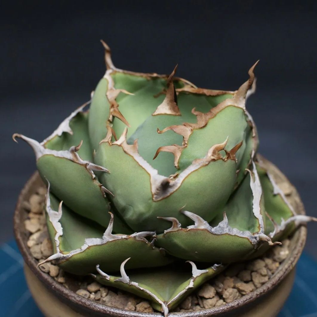 アガベ　純血ジャガーノート　子株付き親株 アガベ チタノタ 純血ジャガーノート 親株！