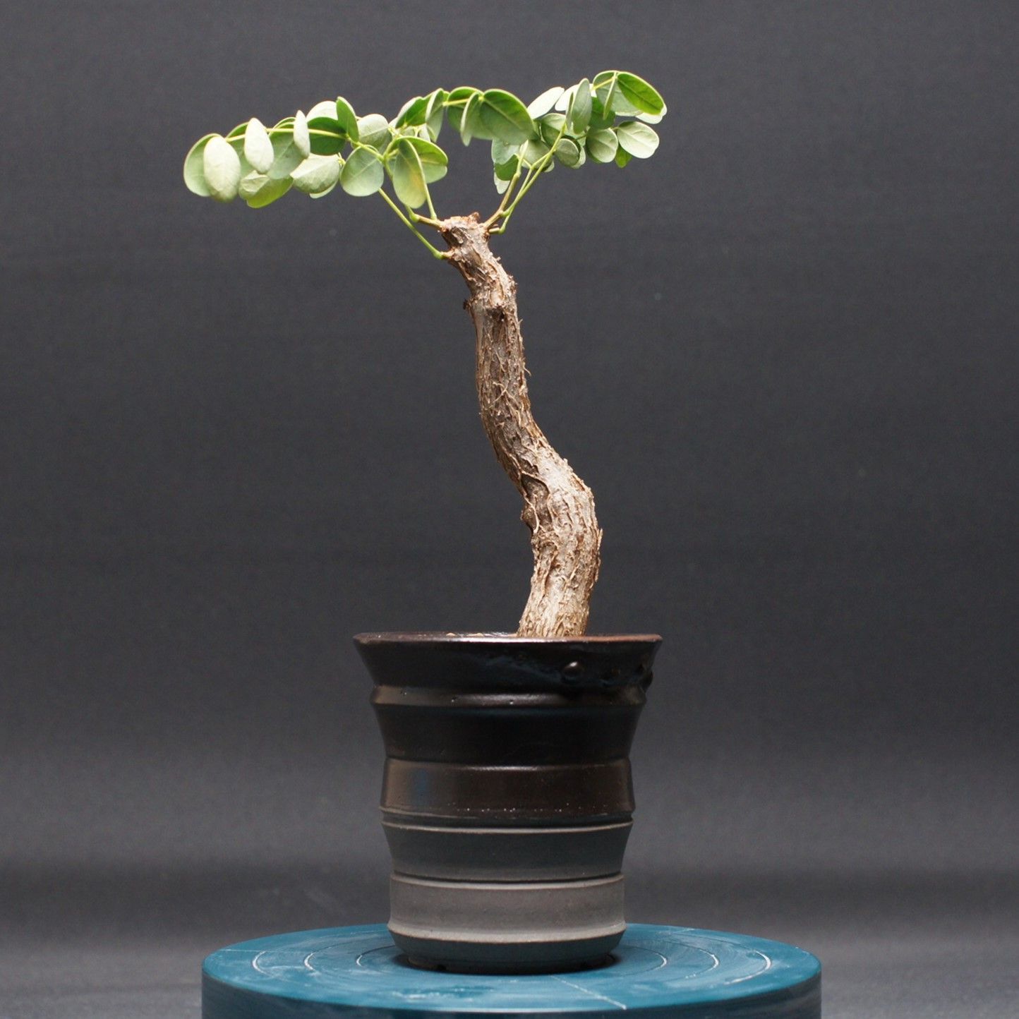 デロニクス アダンソニオイデス Delonix adansonioides 管理2464