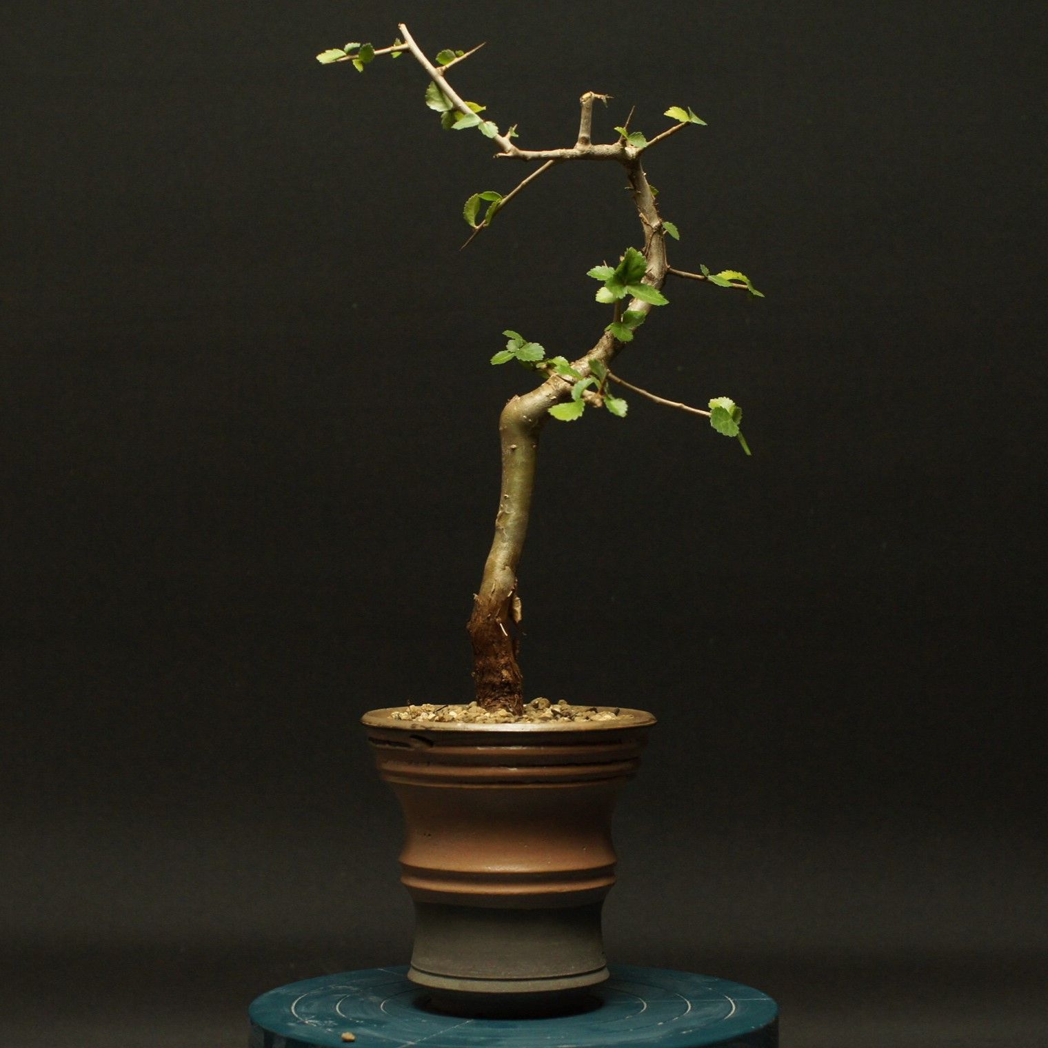 コミフォラ ワイティ 