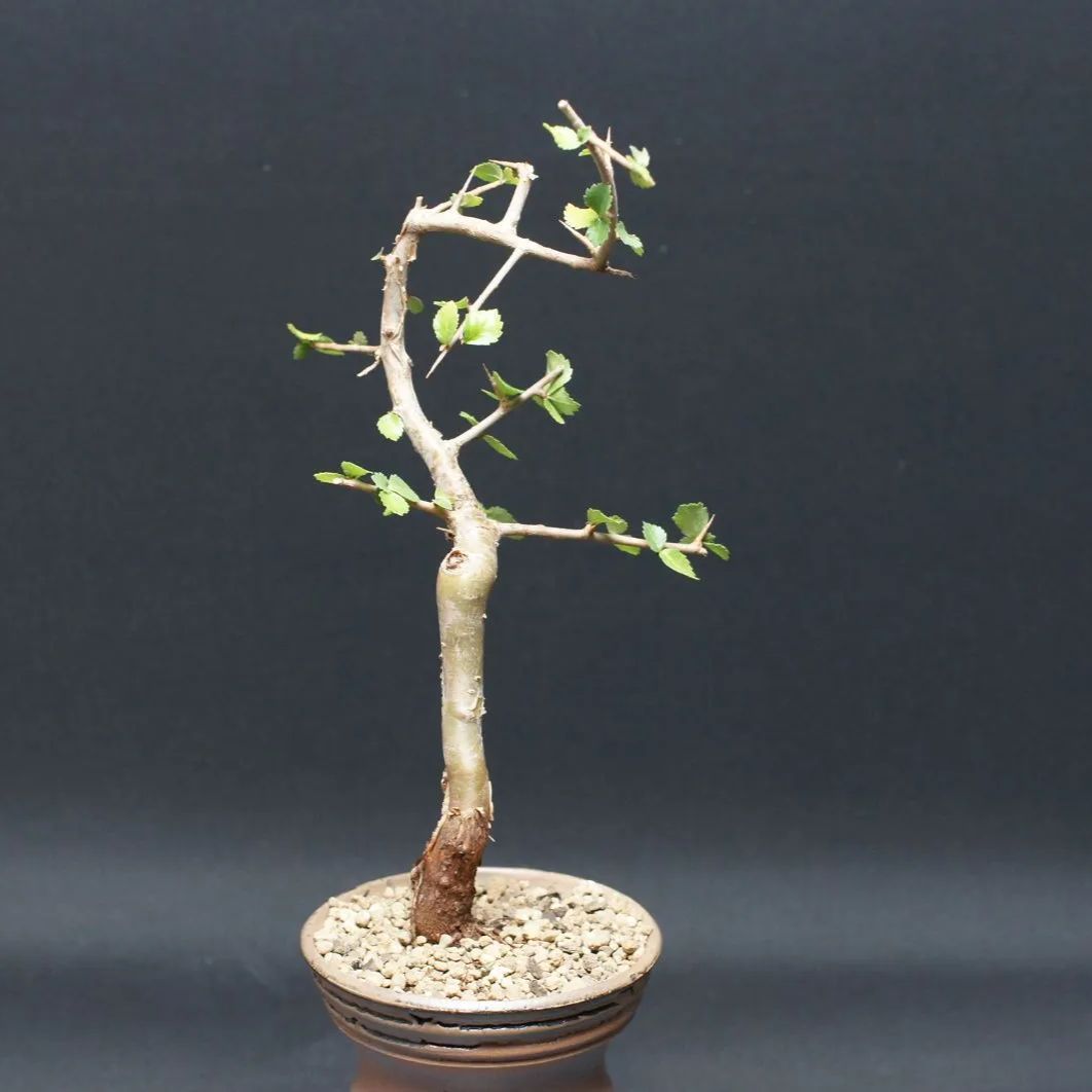 コミフォラ ワイティ 