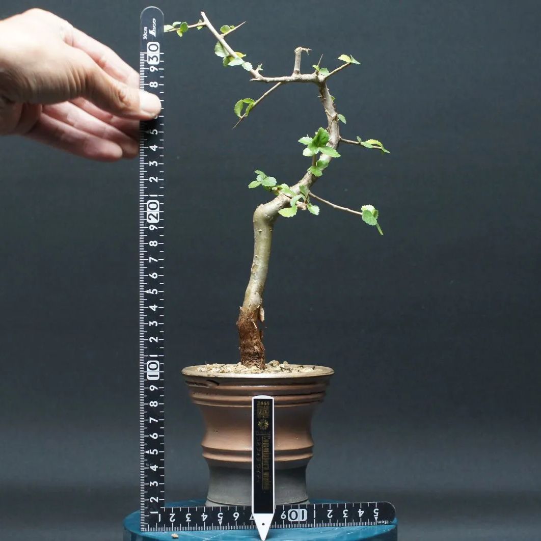 コミフォラ ワイティ 