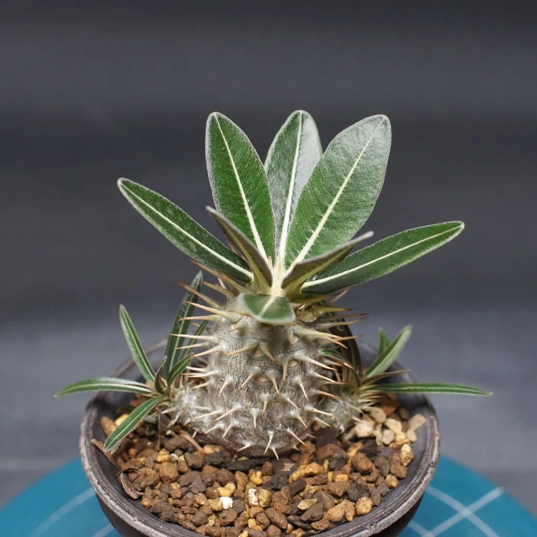 パキポディウム グラキリス 