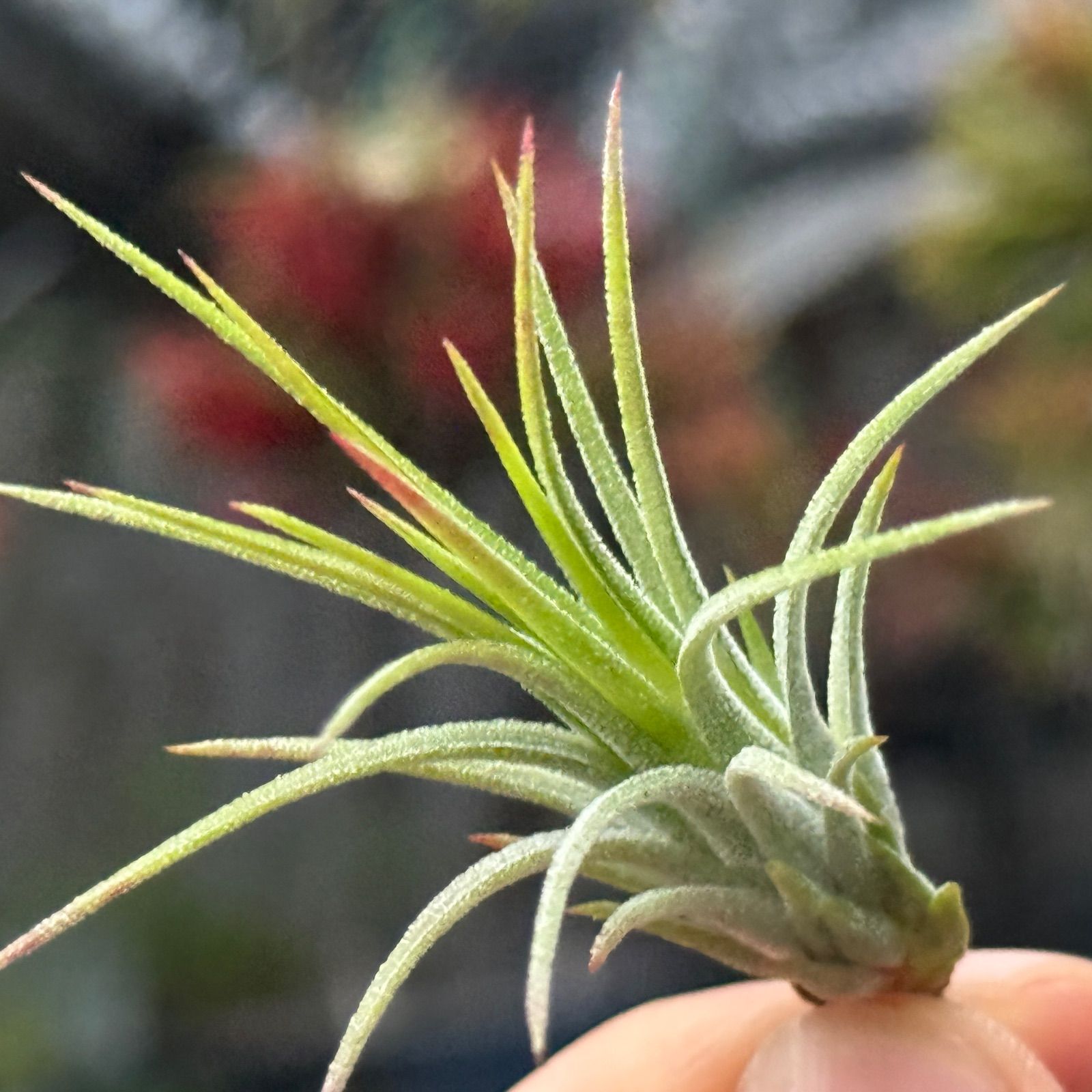 現品＊ ネコポス匿名＊ 子株＊ チランジア イオナンタ フエゴ